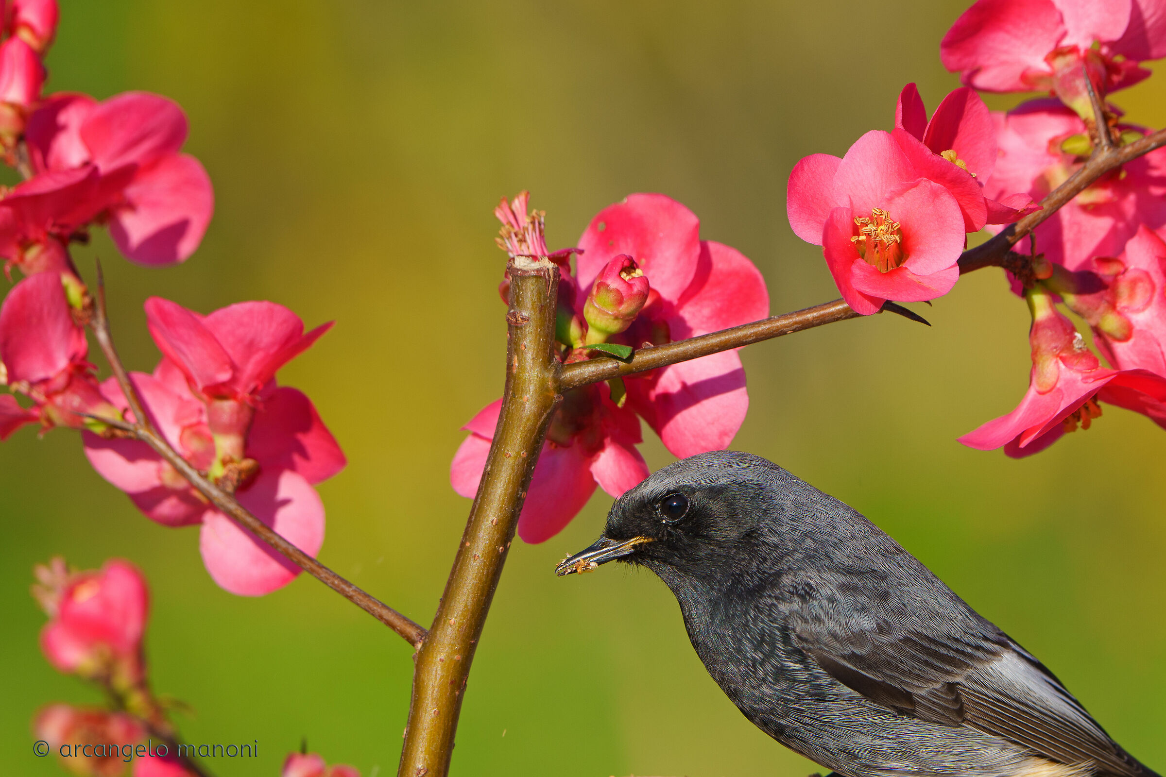 Verso la primavera col codirosso e i fiori