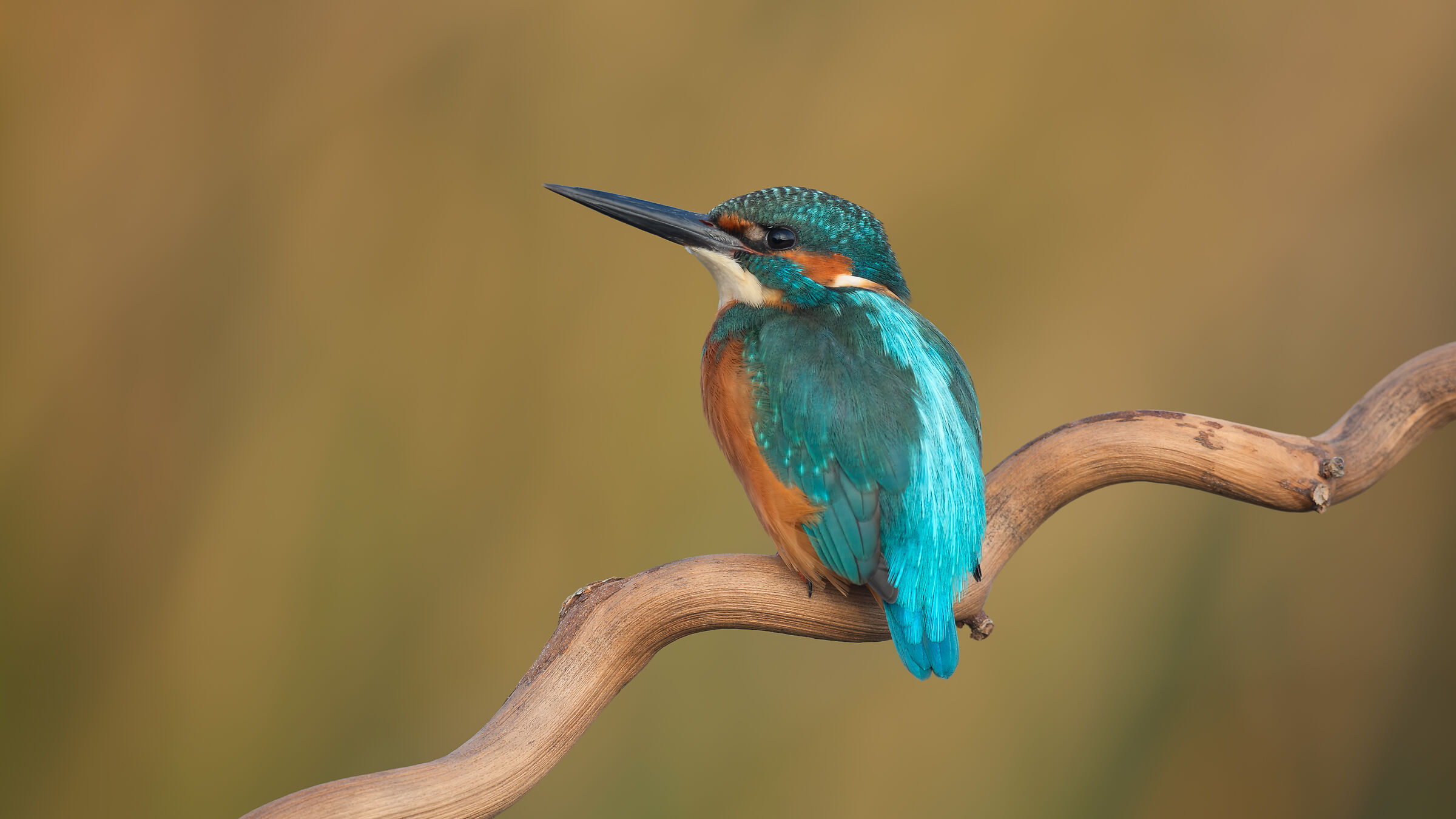 Common Kingfisher