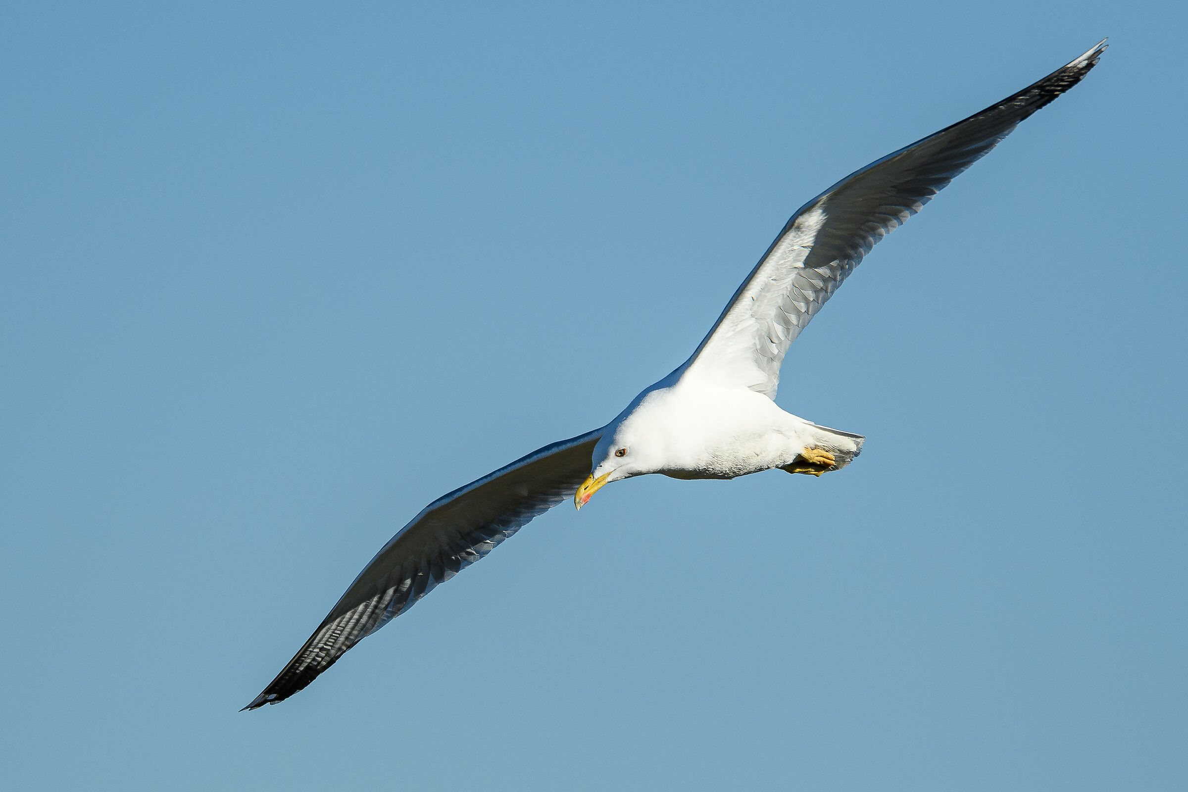 Gull