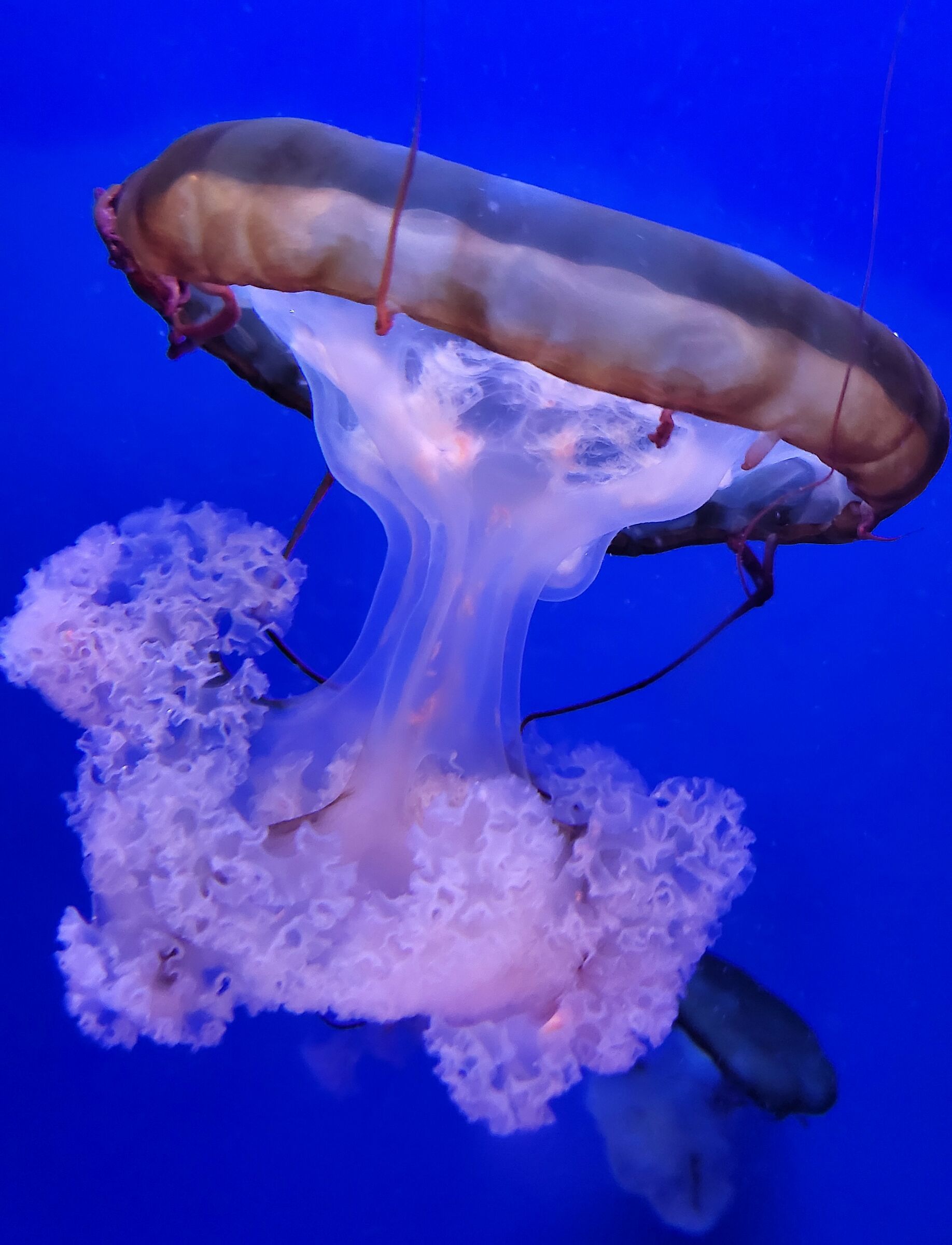 Queen-Aquarium of Genoa