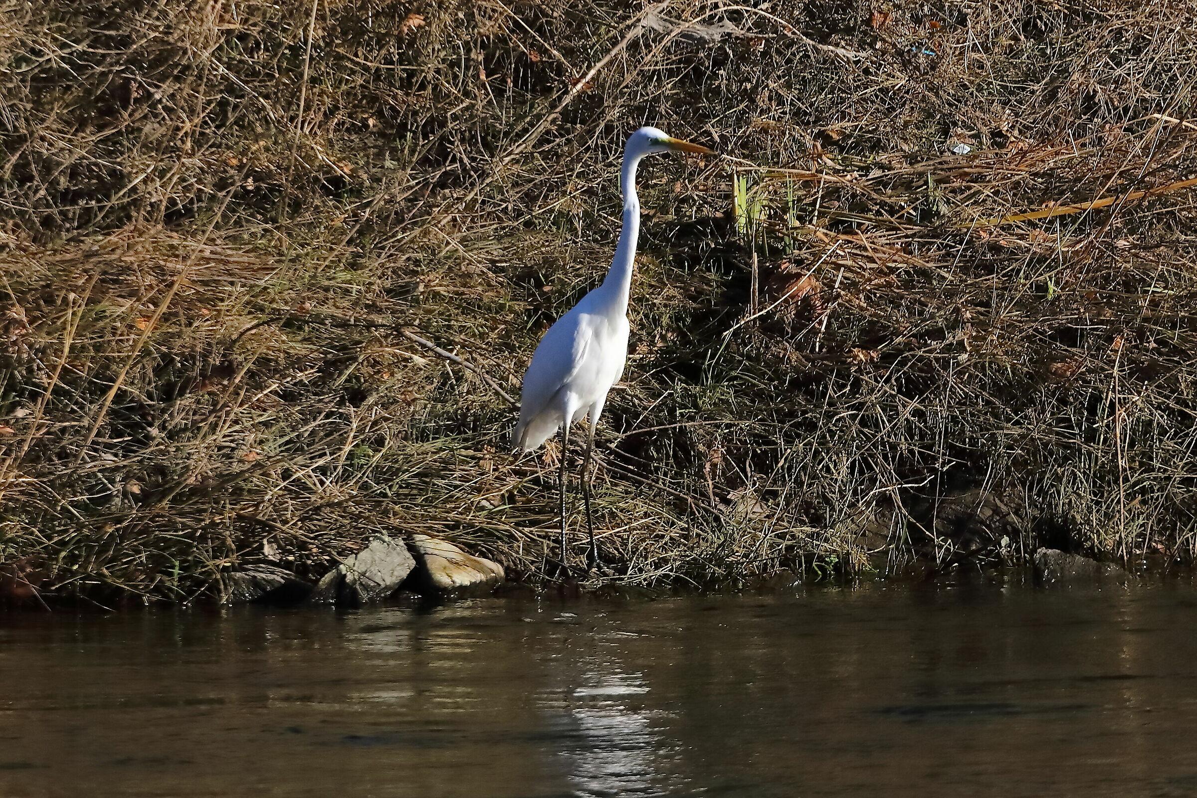 Airone BM 24-11-2023