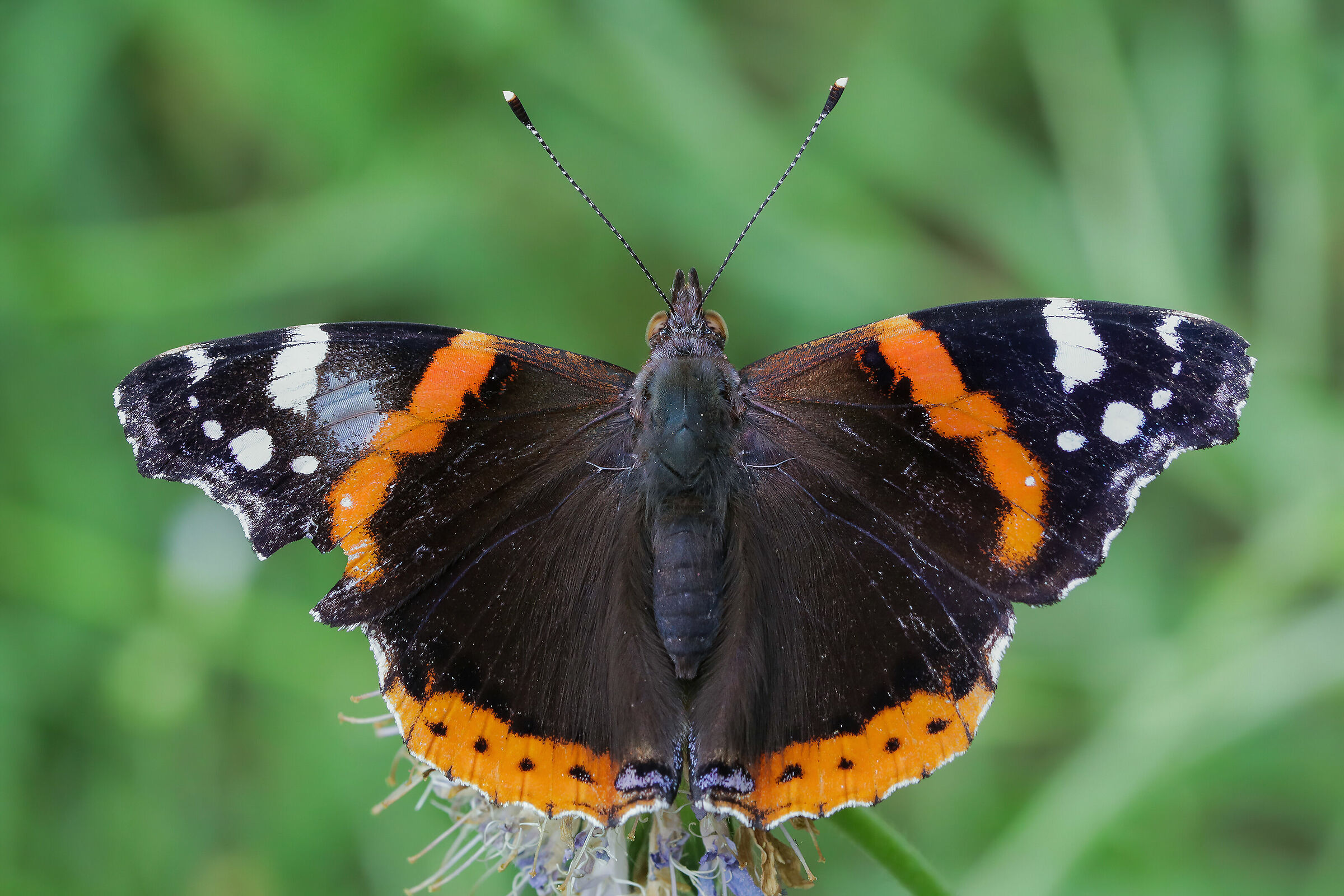 Vanessa atalanta
