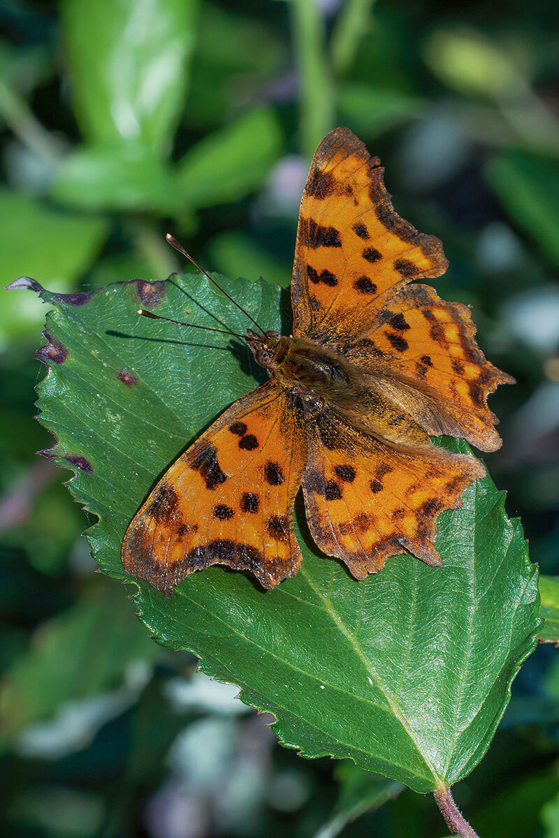 Polygonia sp.