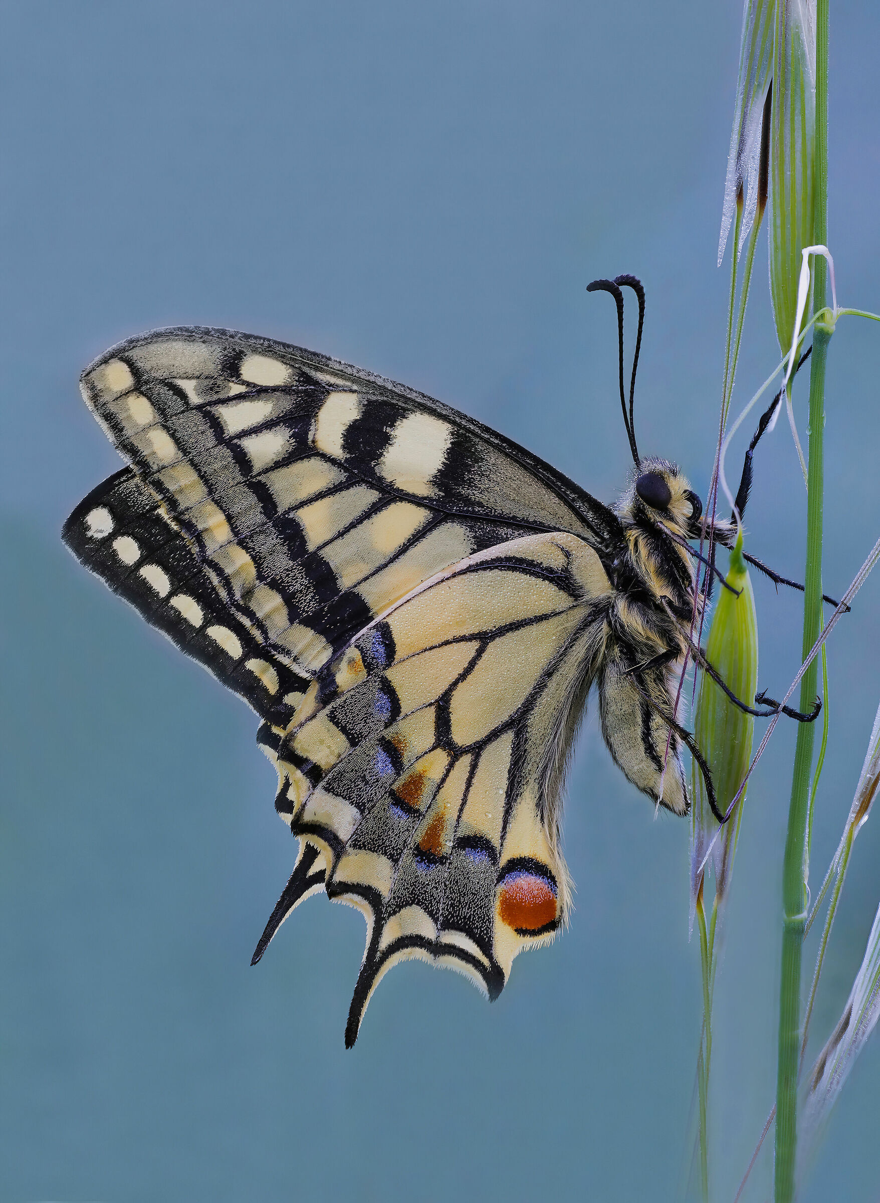 Papilio machaon