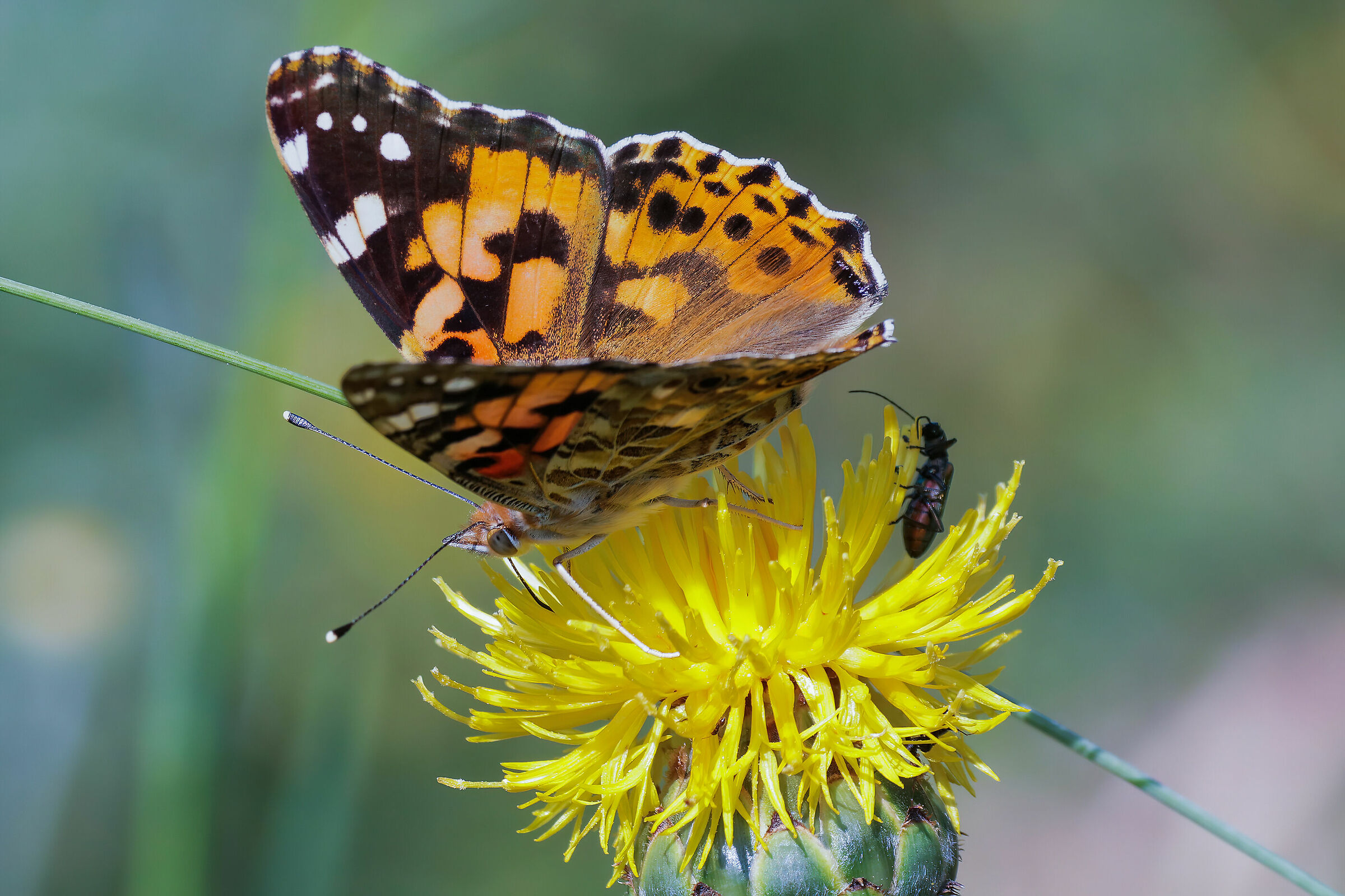Vanessa cardui