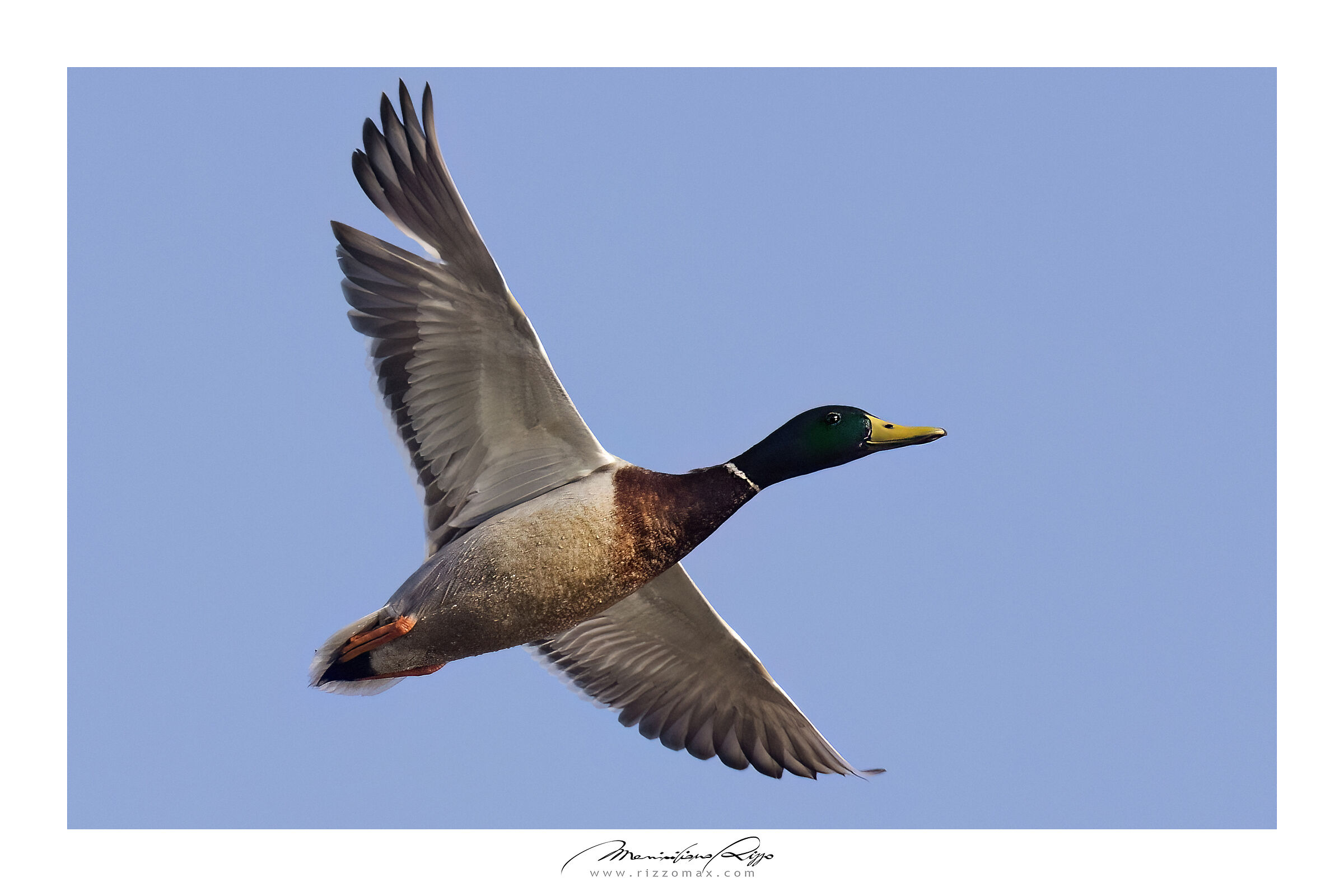 Germano "Reale" anche in volo