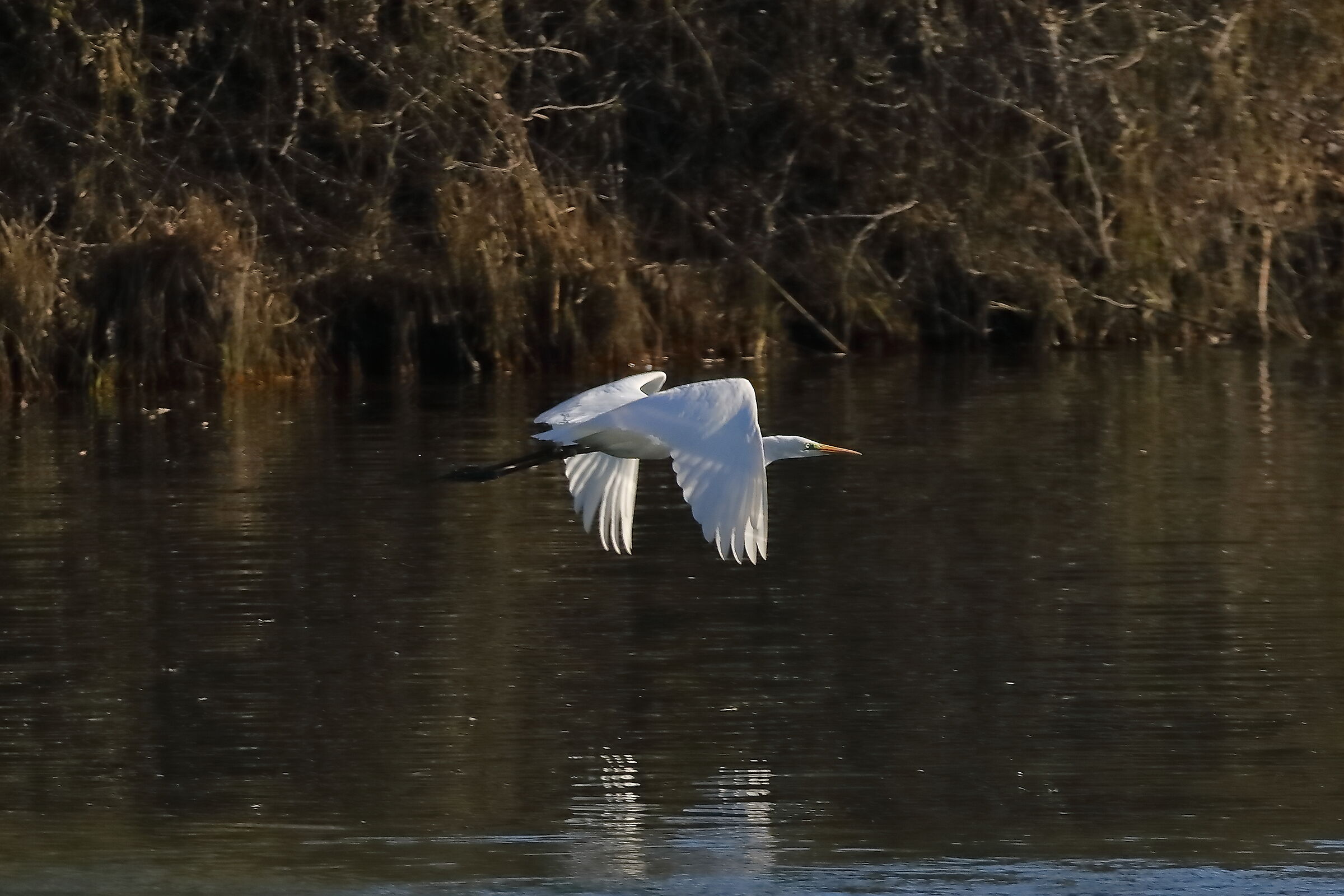 Airone BM 24-11-2023