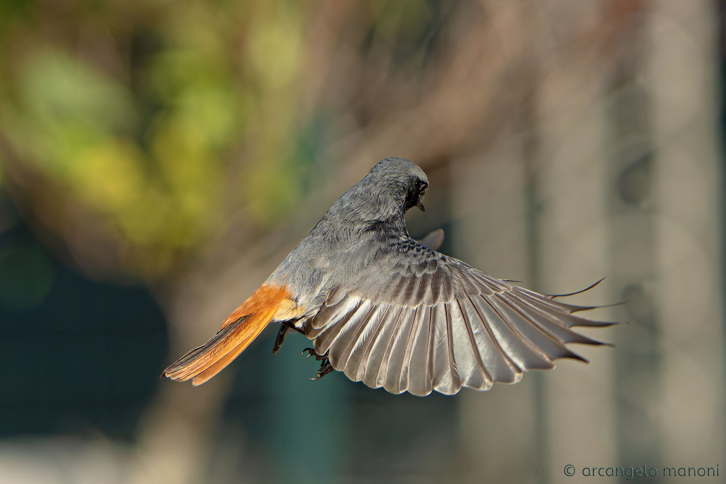 L'abbraccio delle ali d'argento