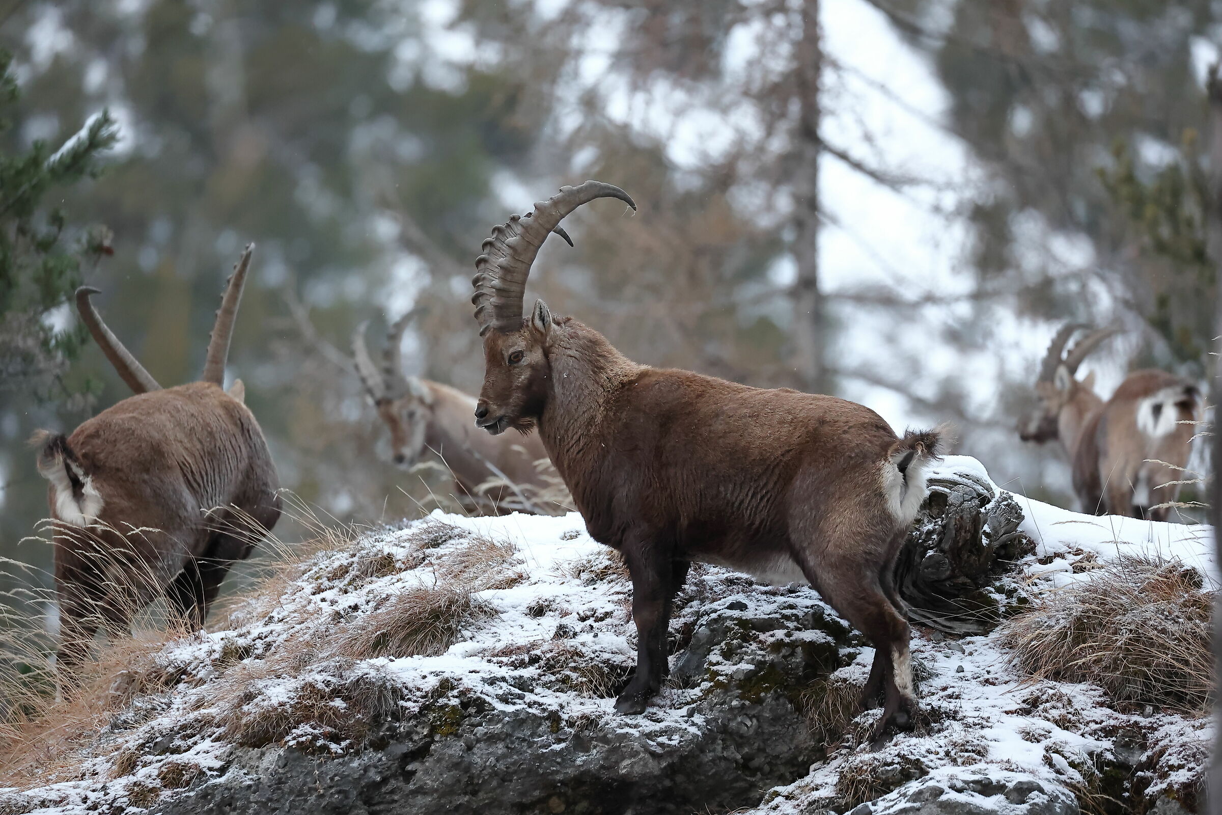 Ibex