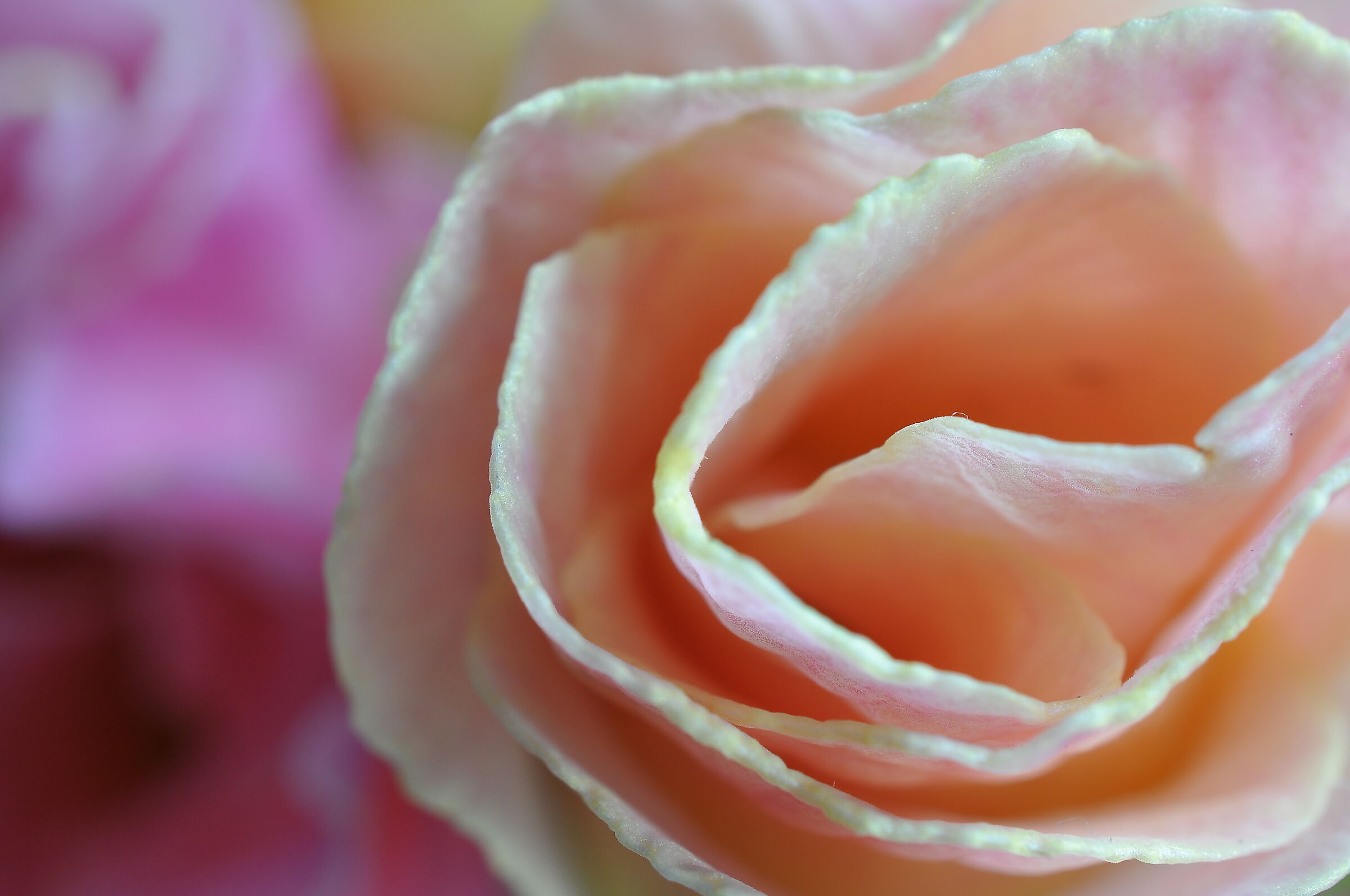 Anticipando la primavera