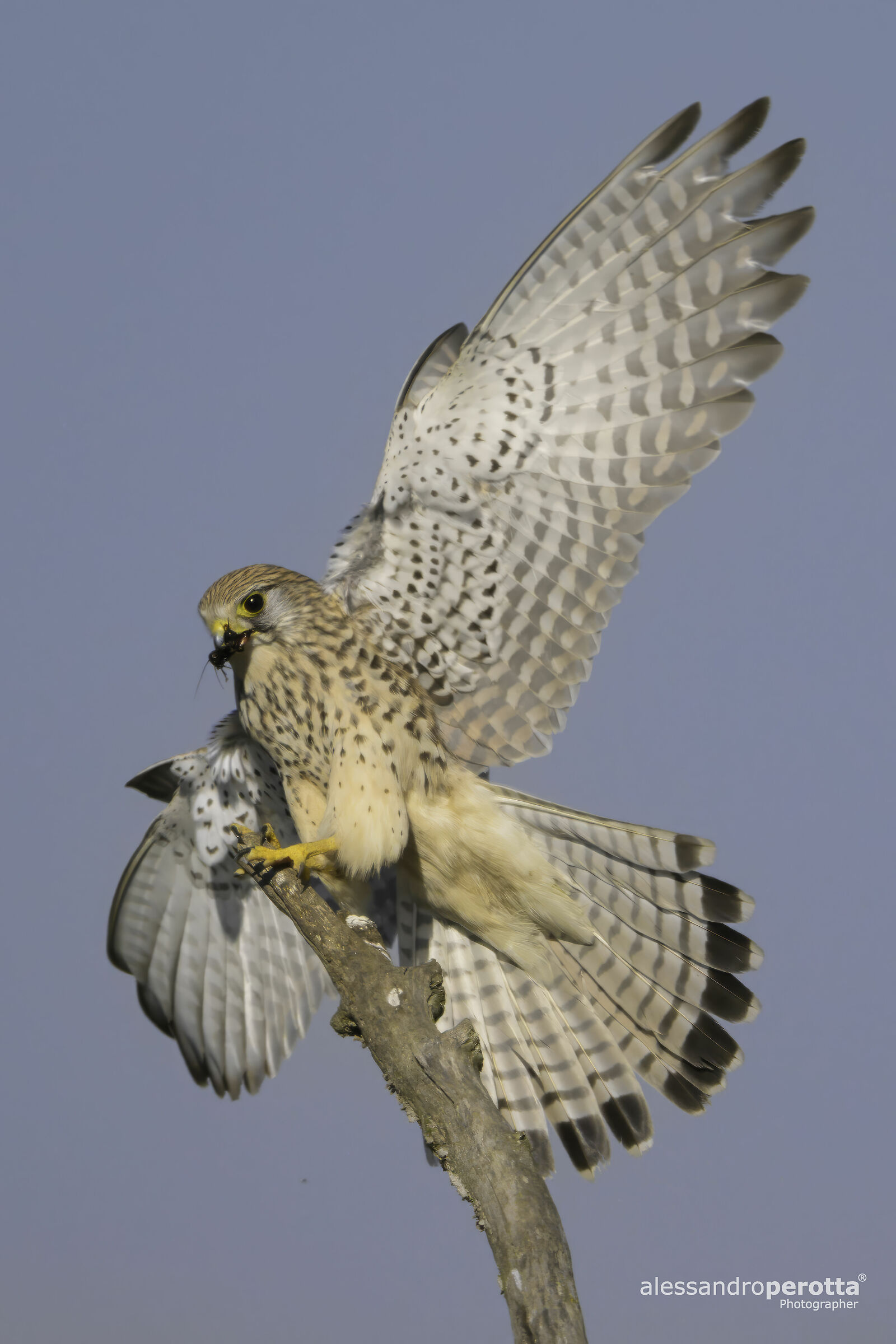 Falco tinnunculus