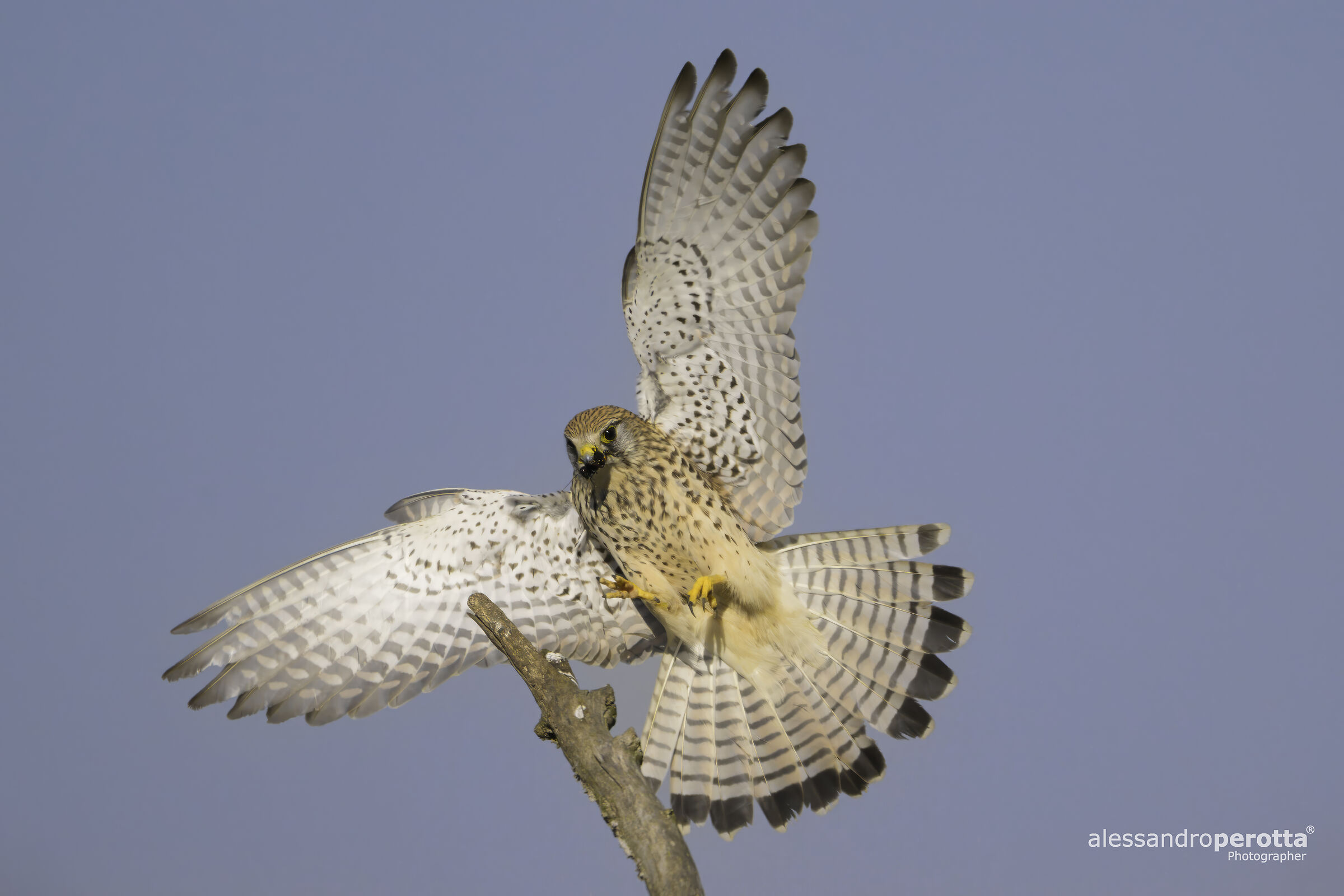Falco tinnunculus