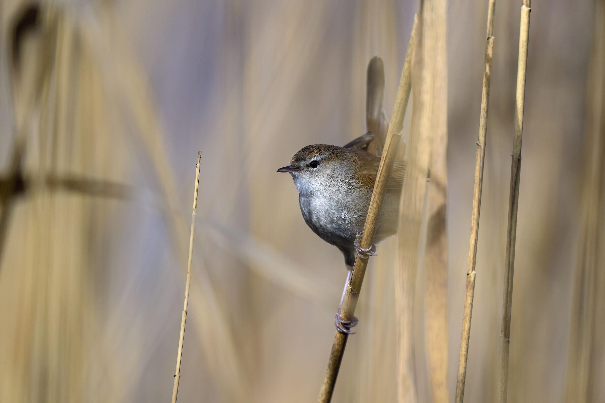 un canto nel canneto