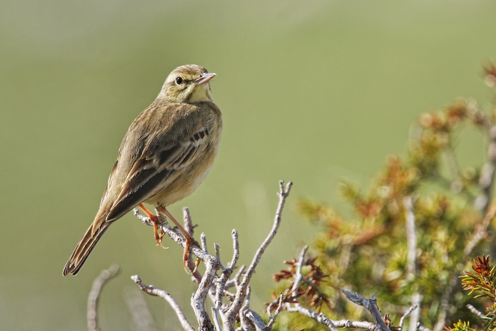 pipit of juniper