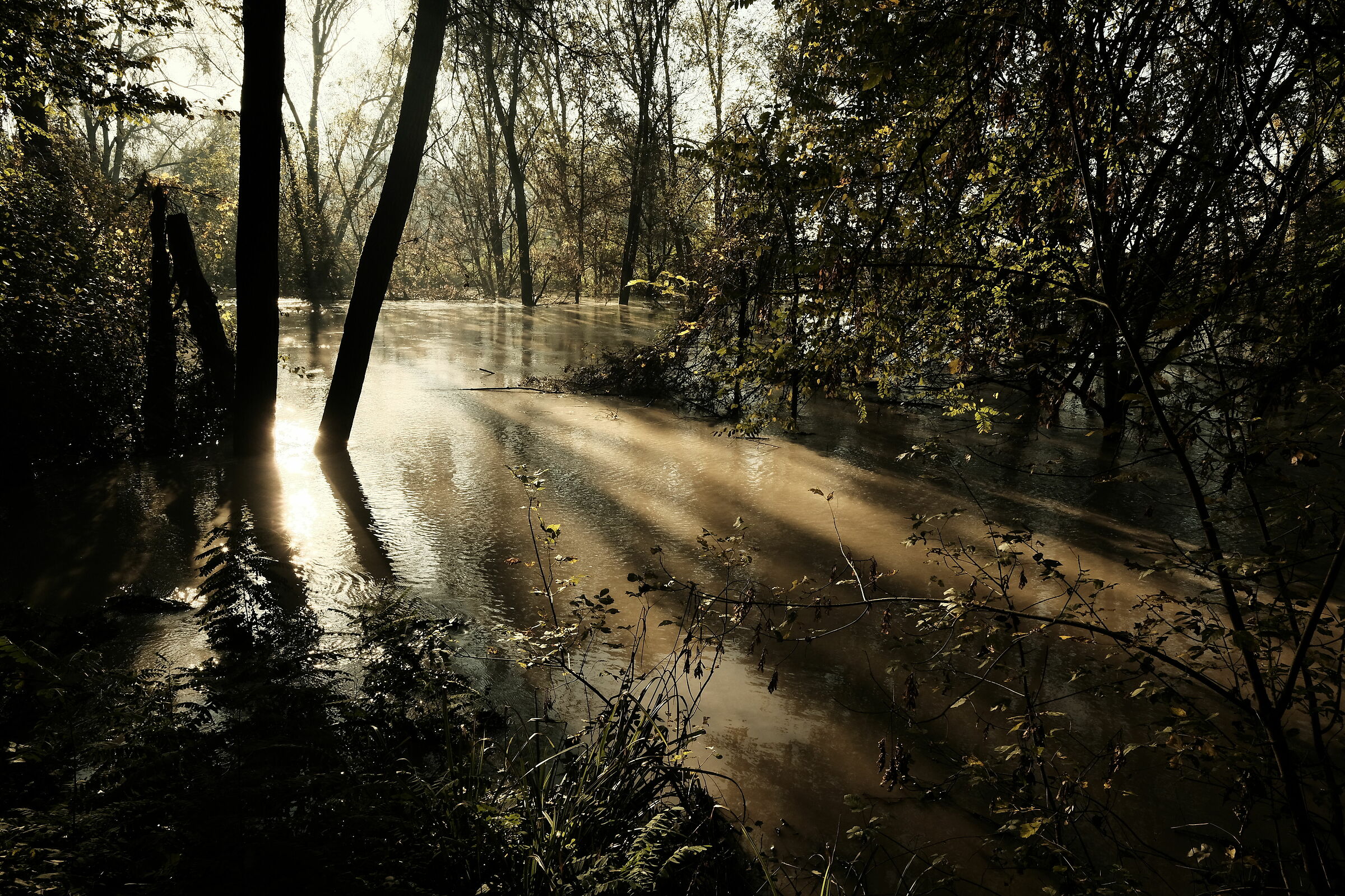 The river in the woods