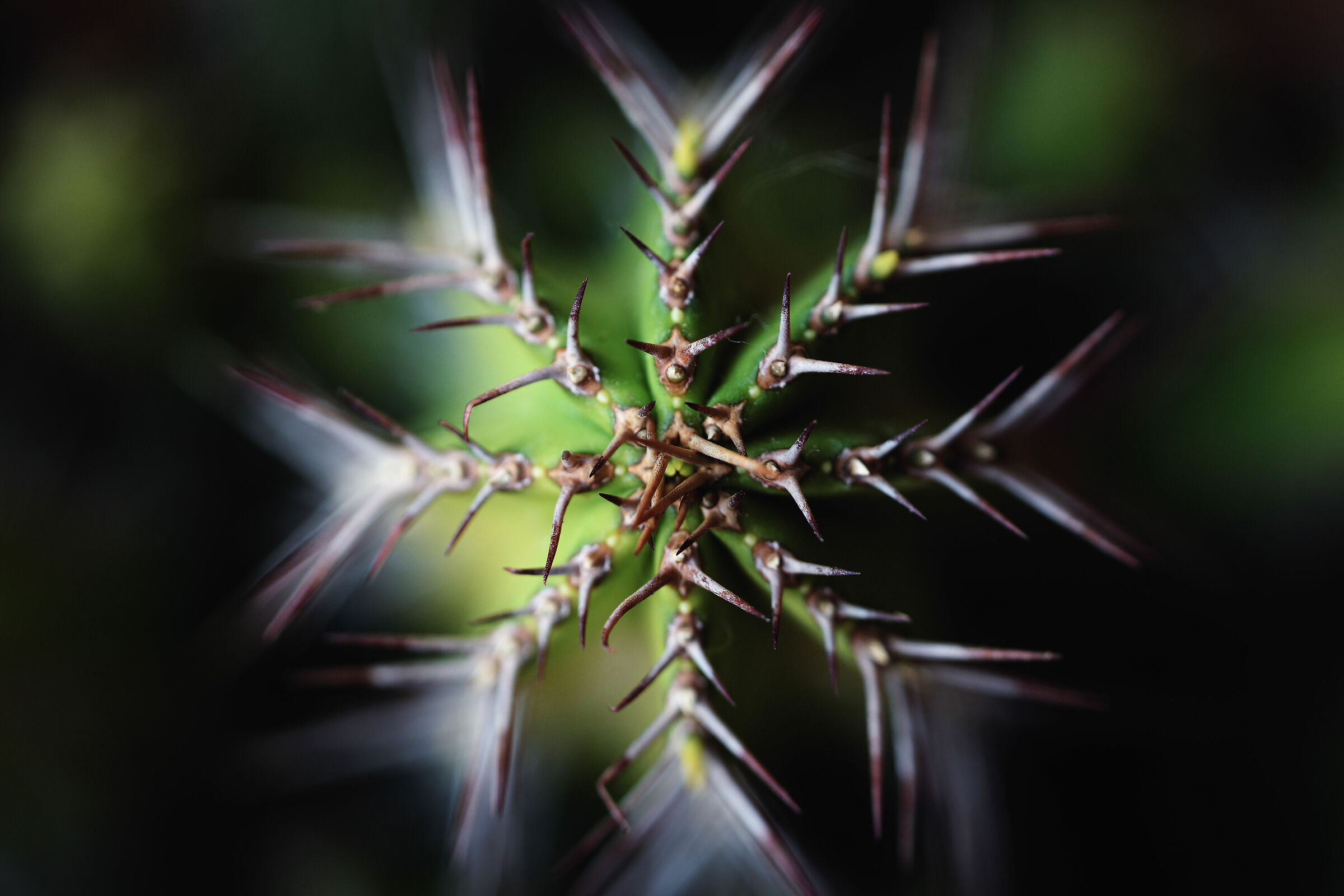 A star with thorns
