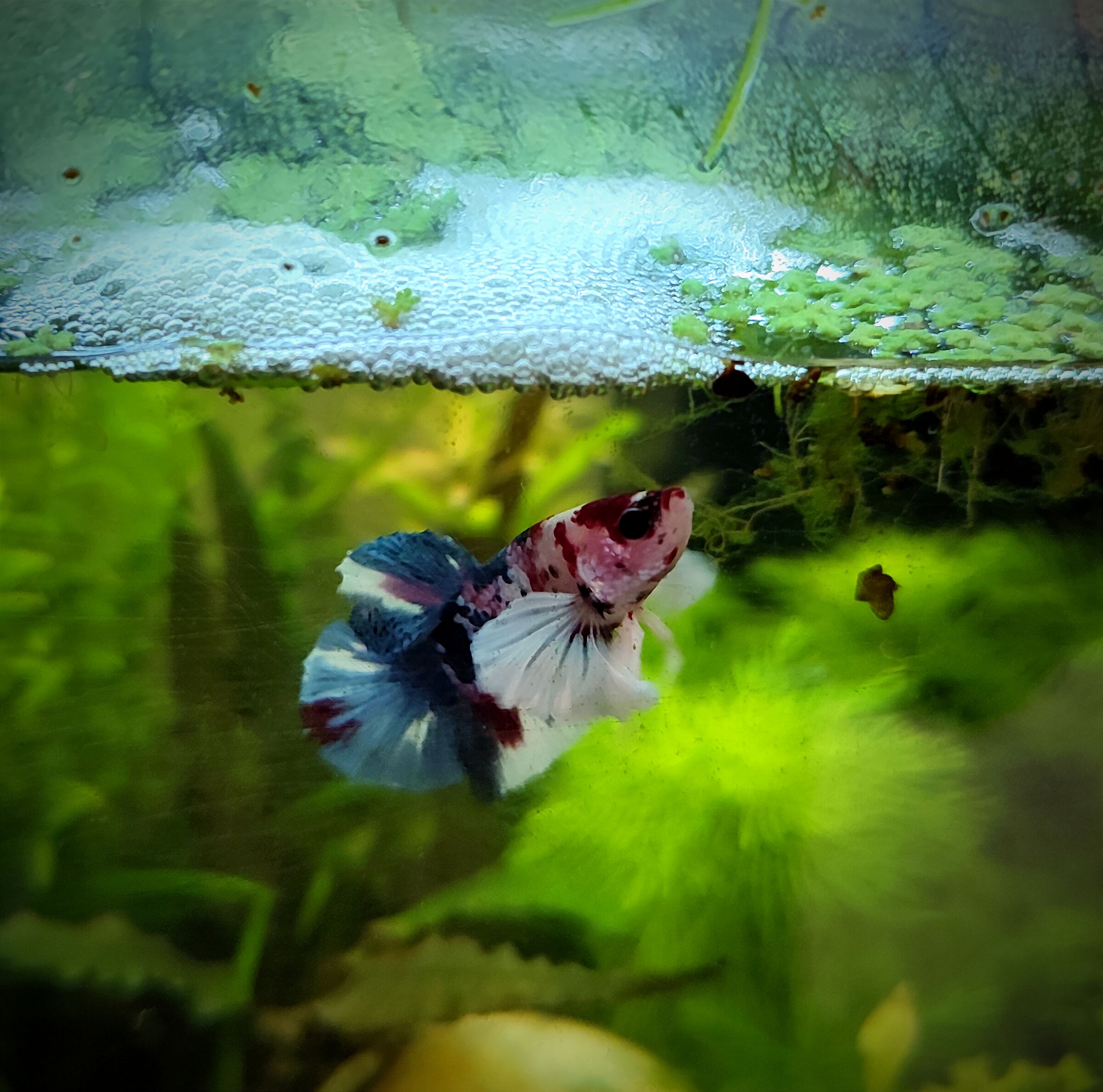 Betta blakat dumbo milticolor