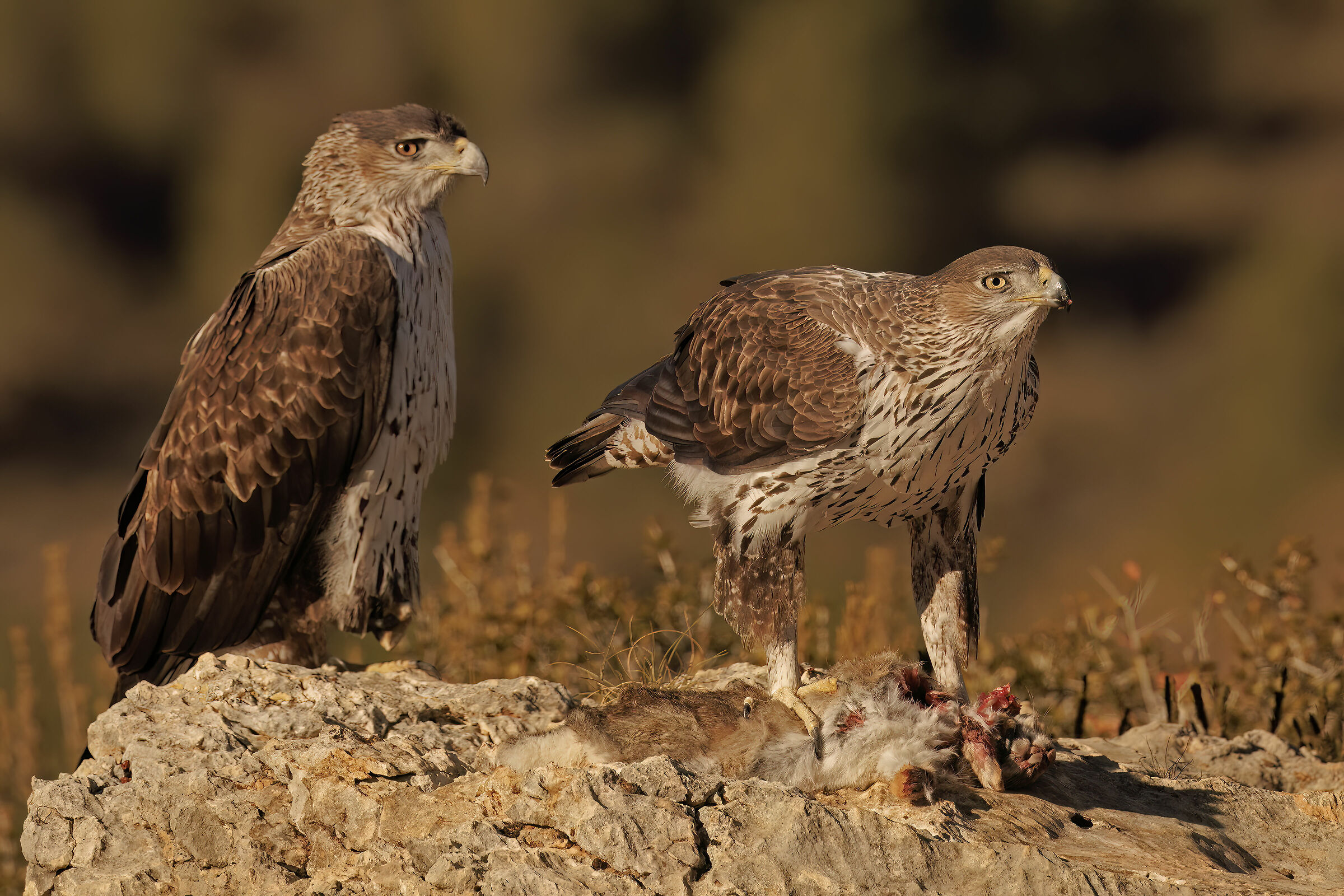 Coppia aquile del Bonelli