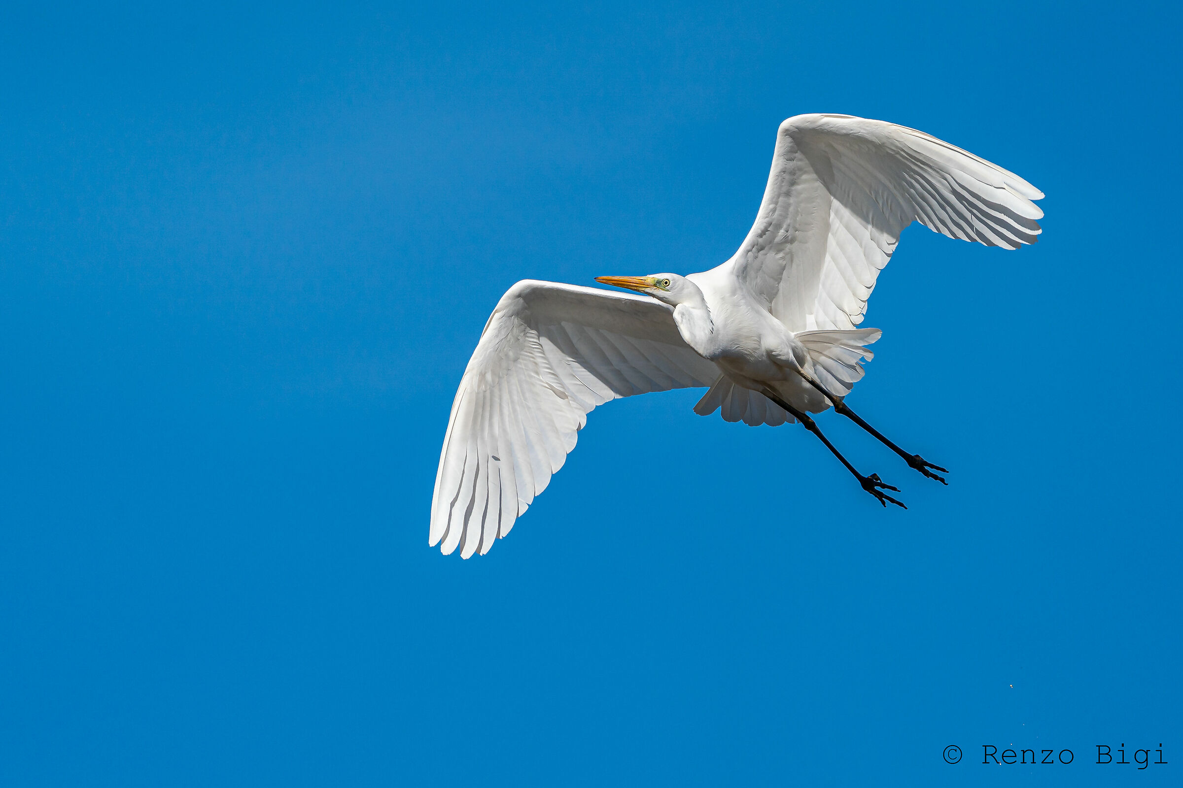 Great White Heron