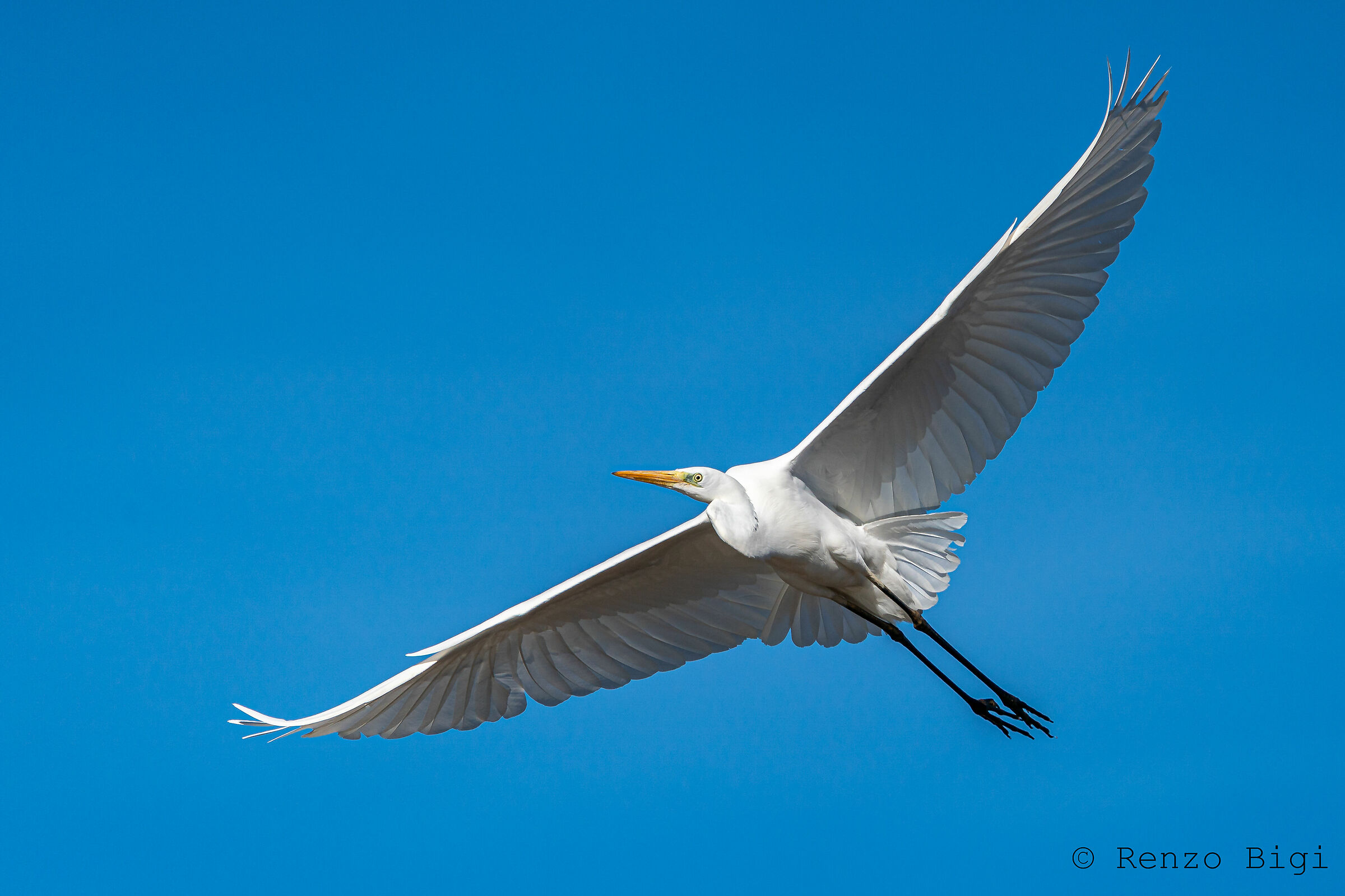 Great White Heron