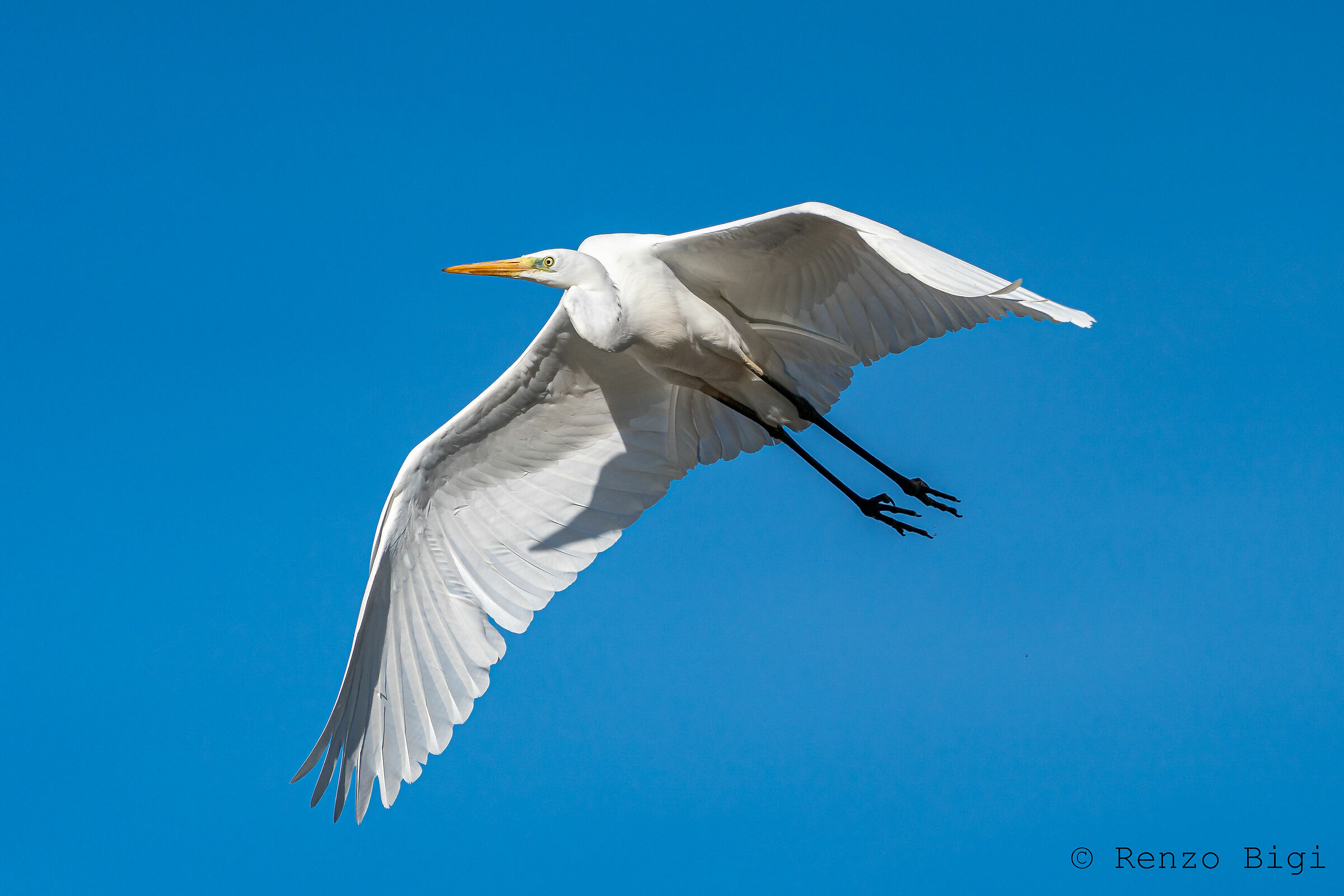 Great White Heron