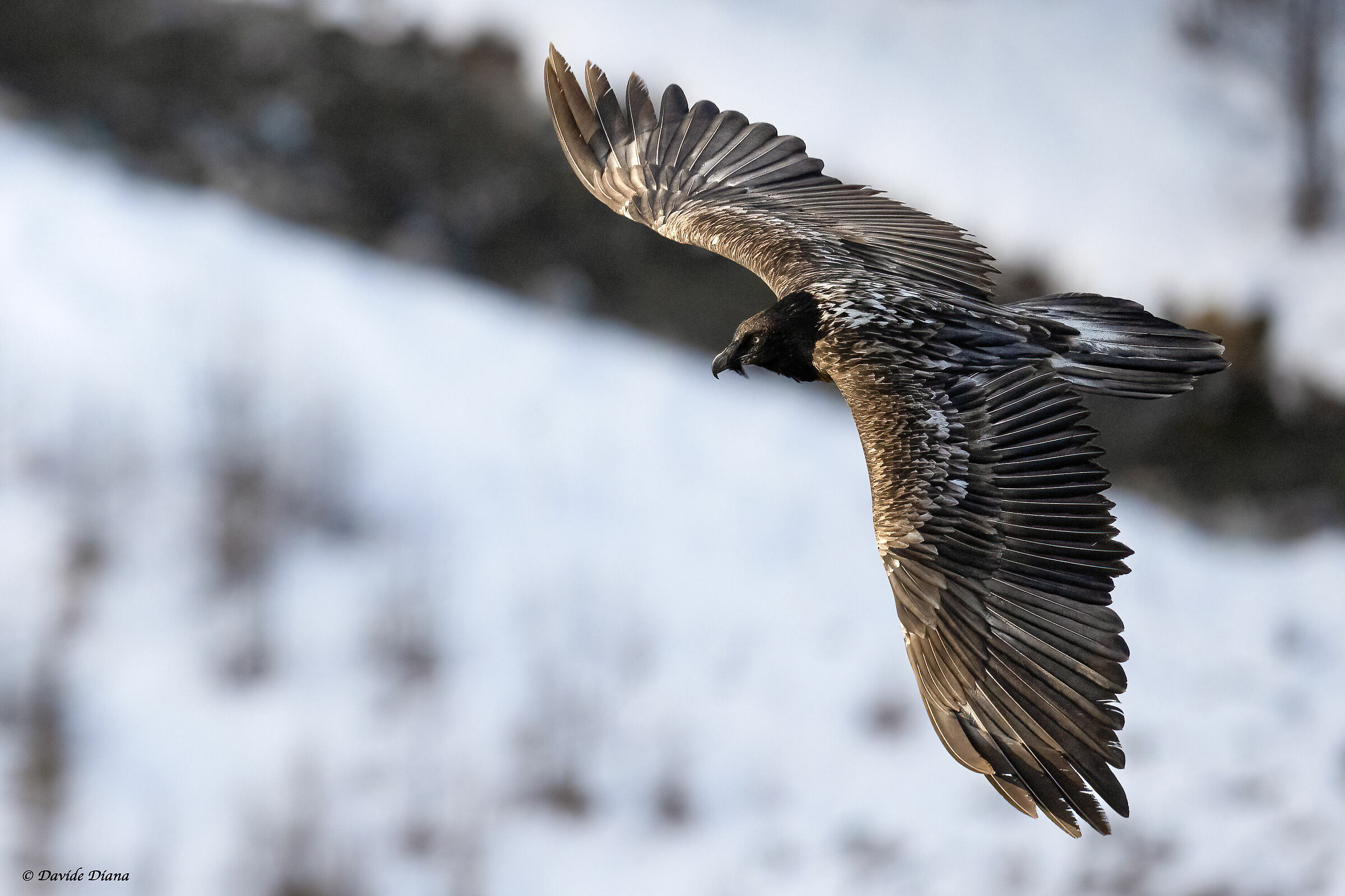 Gypaetus barbatus - Gran Paradiso National Park