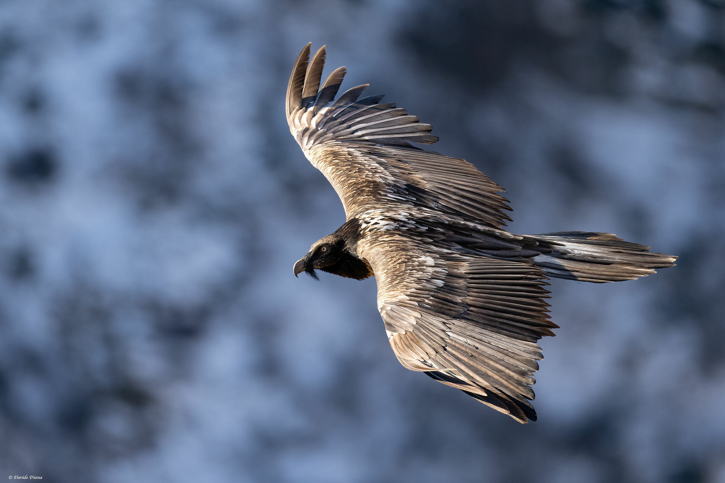 Gypaetus barbatus - Gran Paradiso National Park