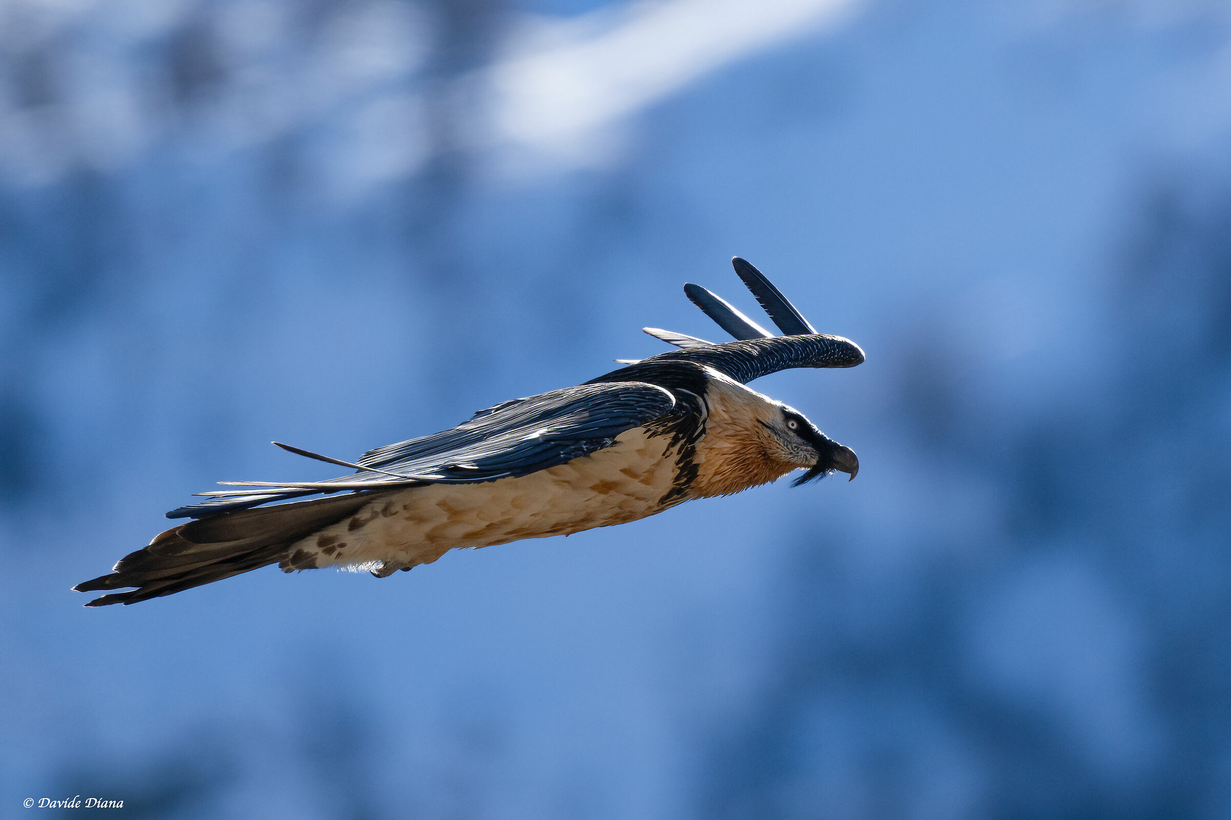 Gypaetus barbatus - Gran Paradiso National Park