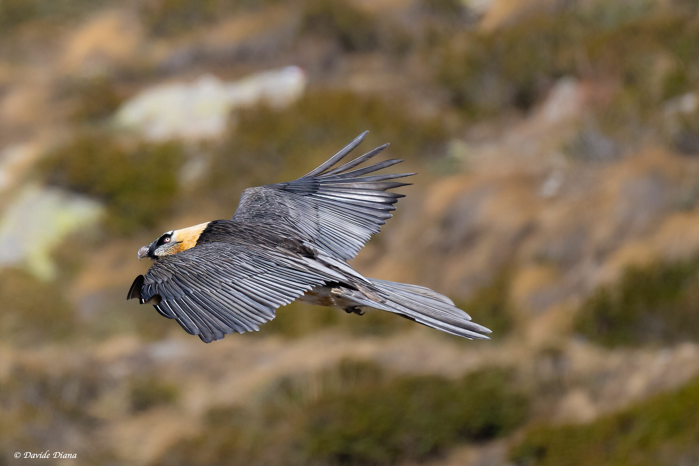 Gypaetus barbatus - Gran Paradiso National Park