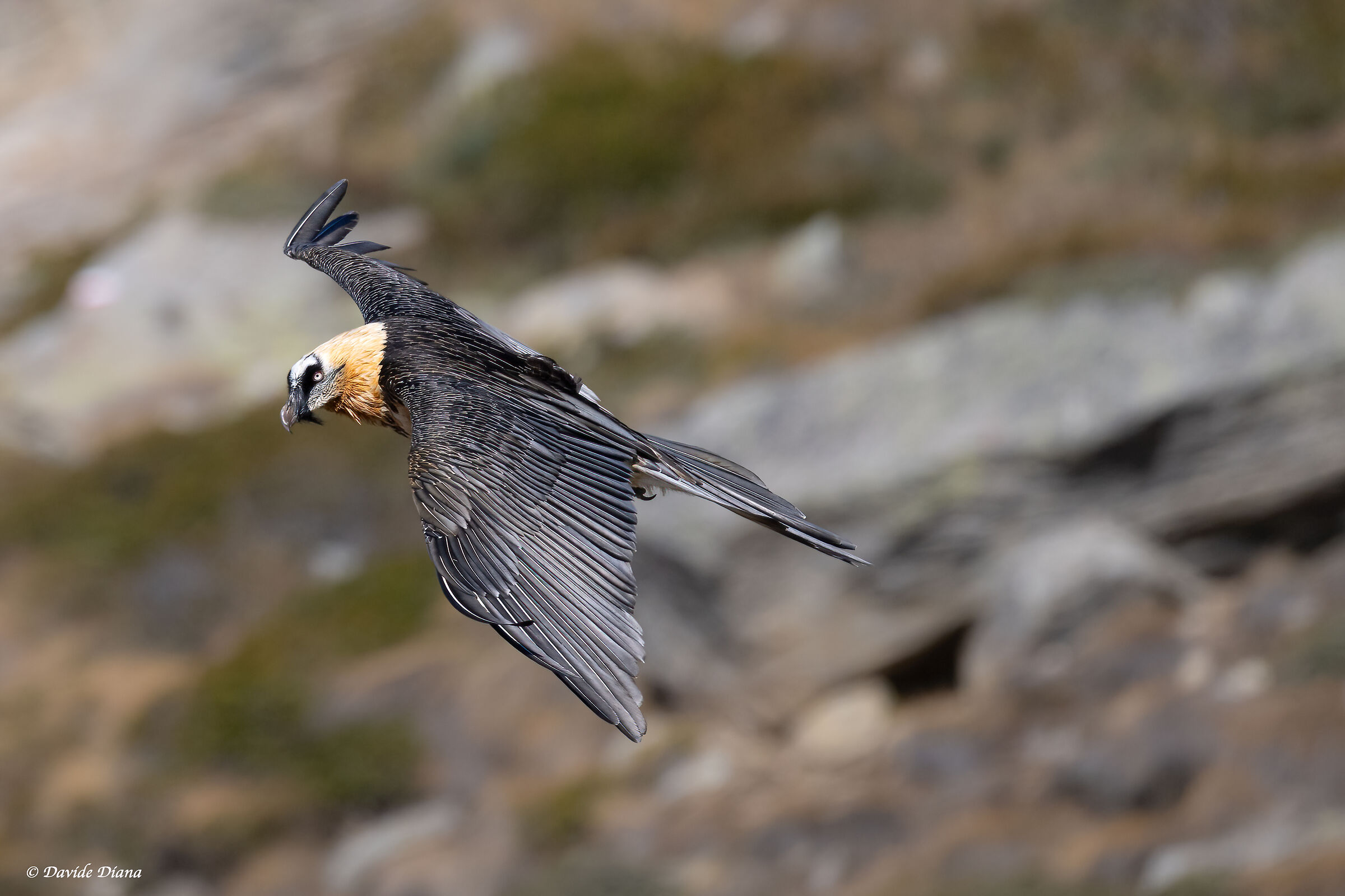 Gypaetus barbatus - Gran Paradiso National Park