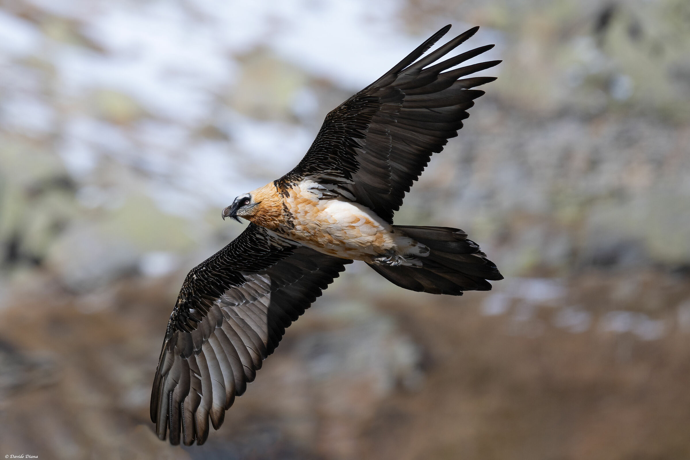 Gypaetus barbatus - Gran Paradiso National Park
