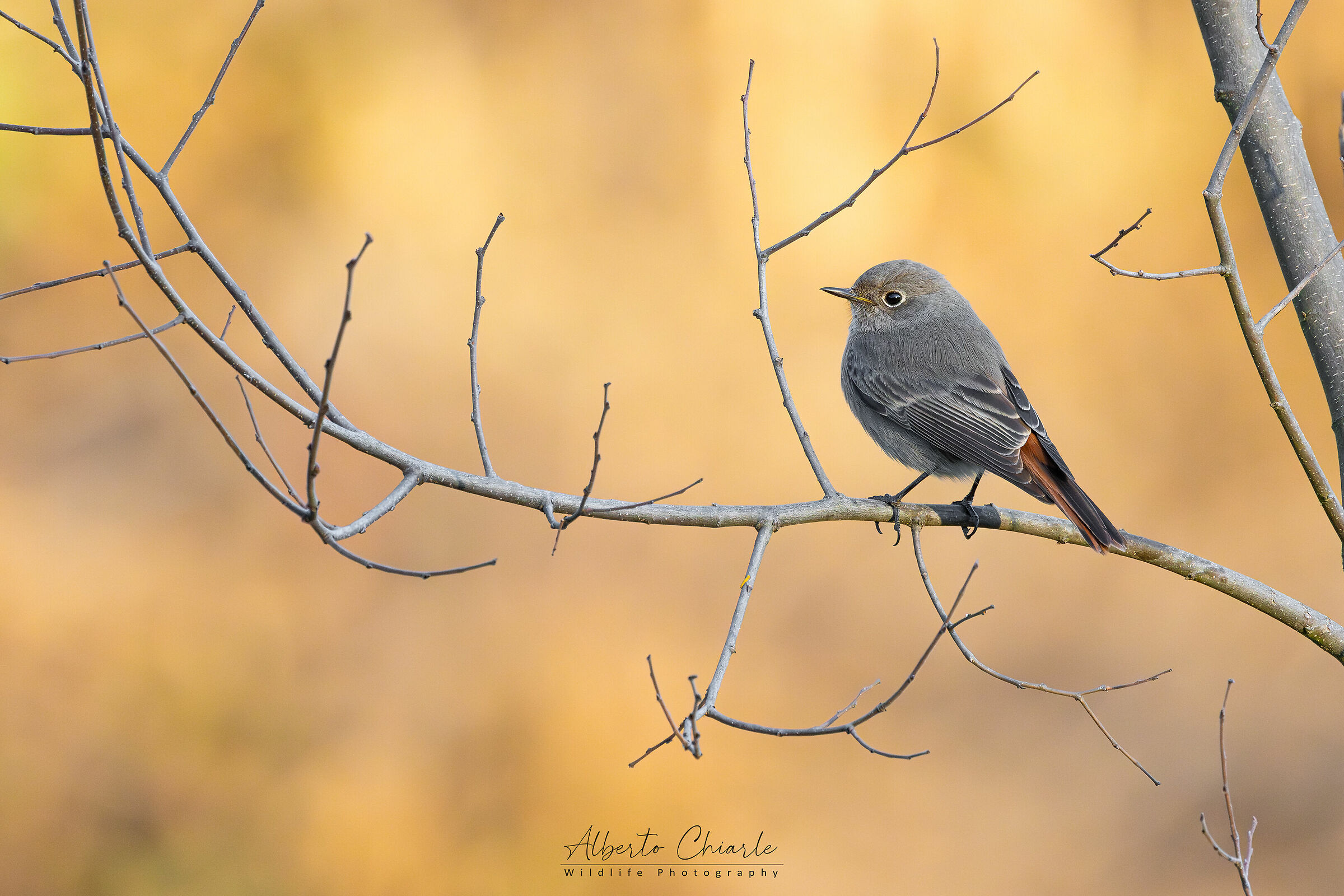Codirosso spazzacamino