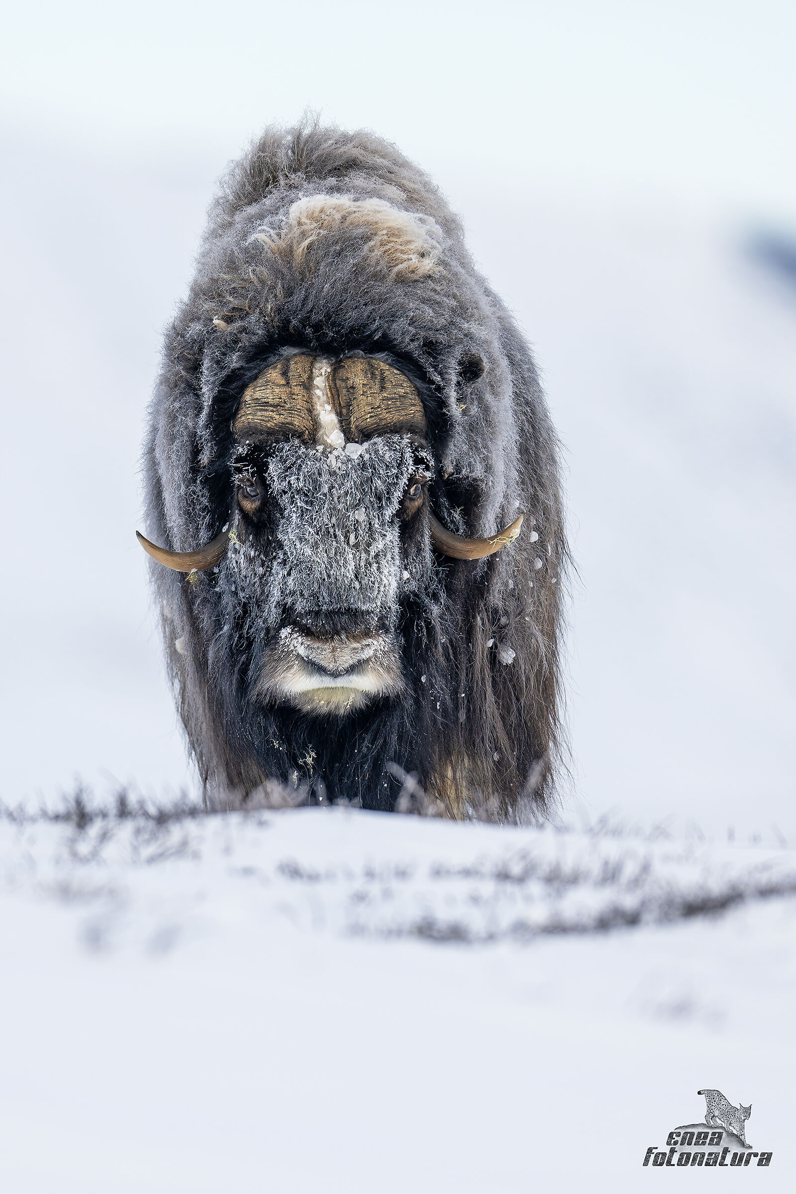 muskox