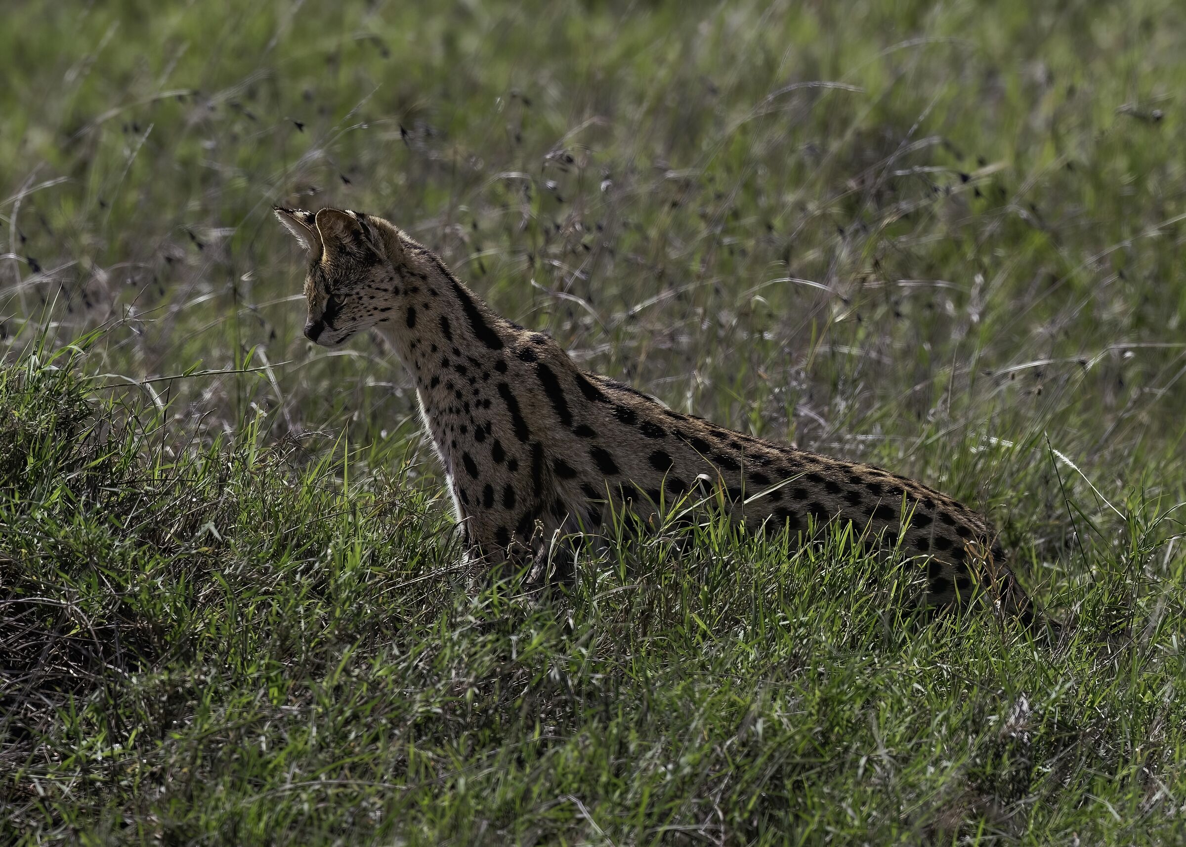Serval (Leptailurus serval)