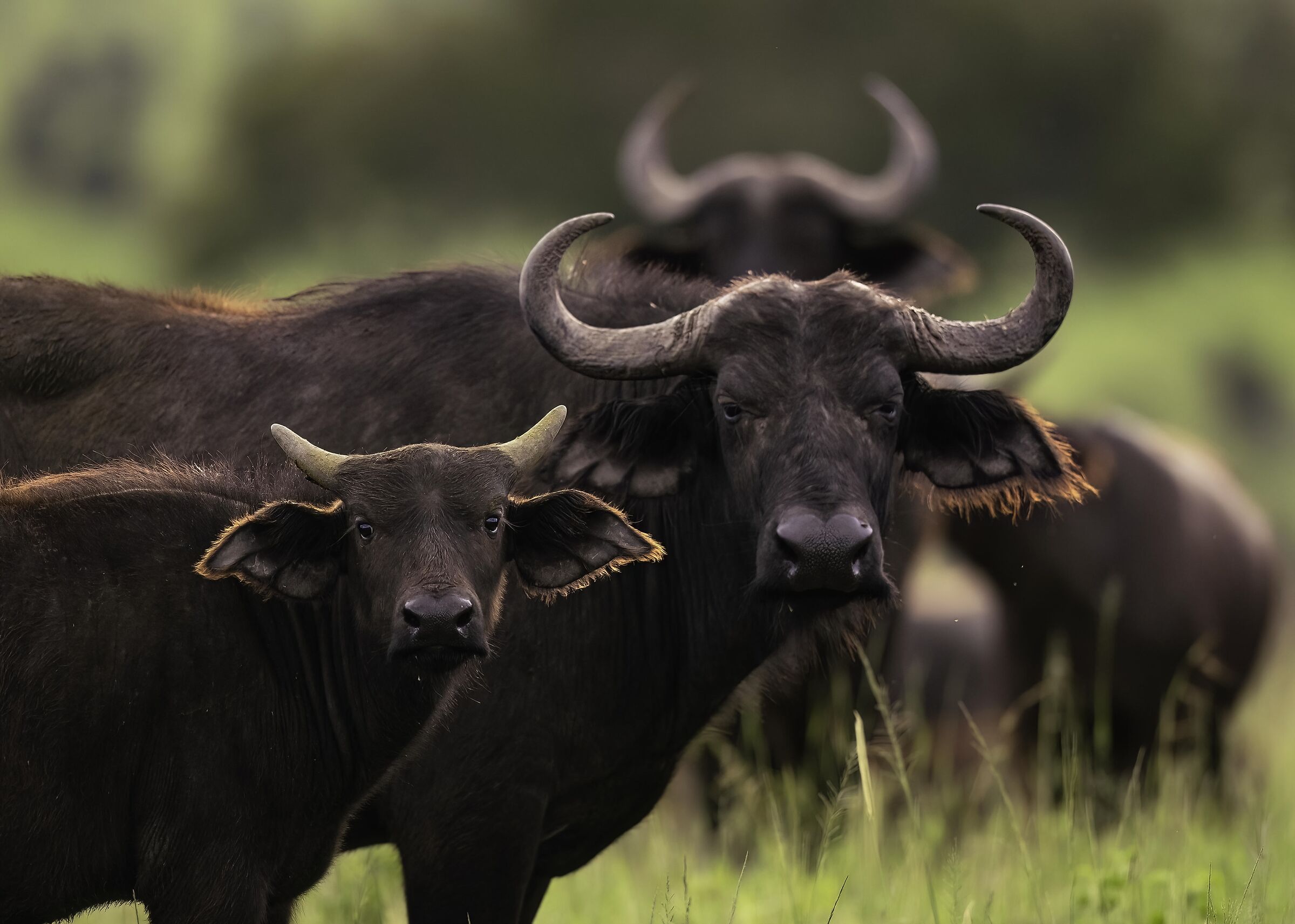 Bufalo africano (Syncerus caffer)
