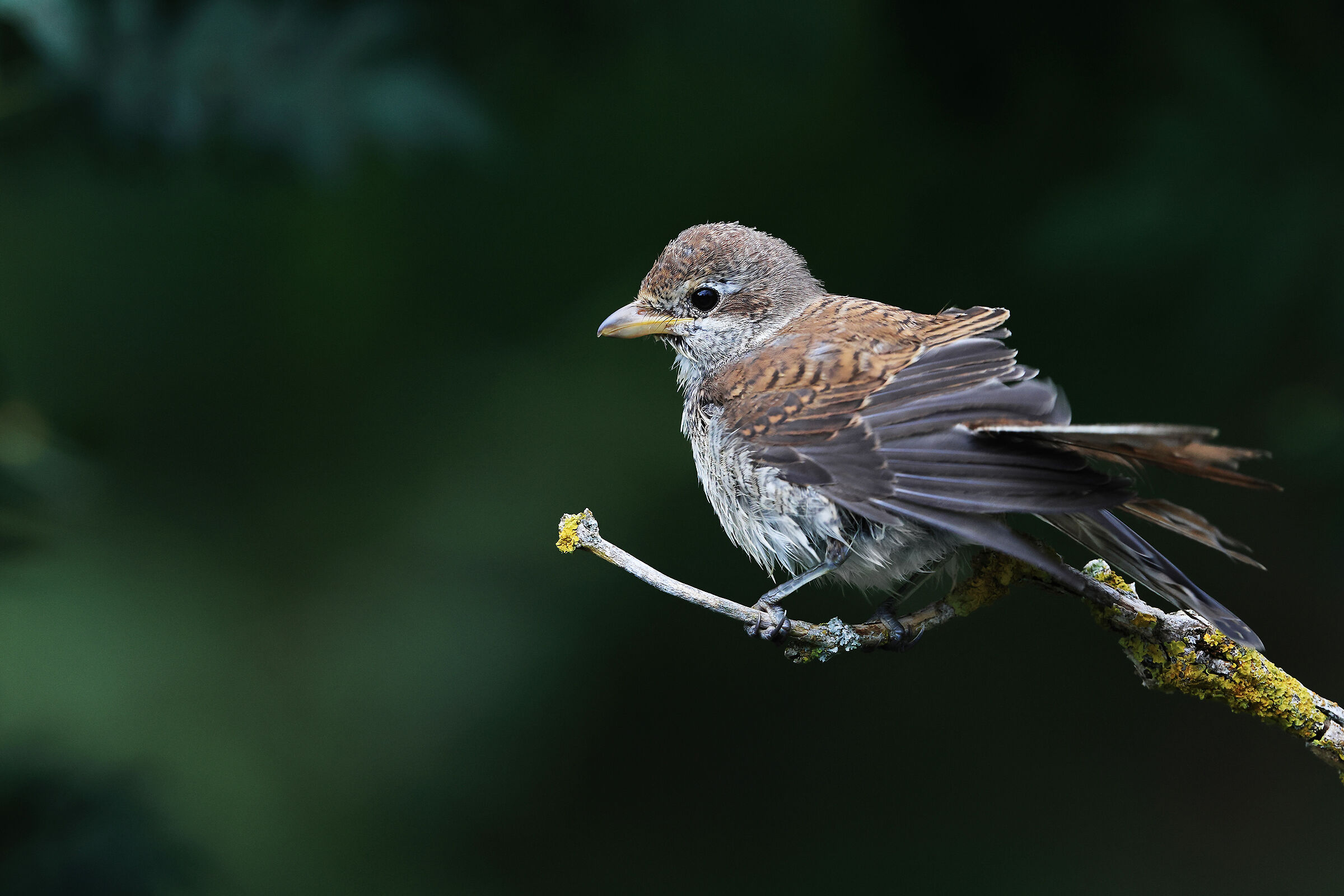 Averla piccola giovane