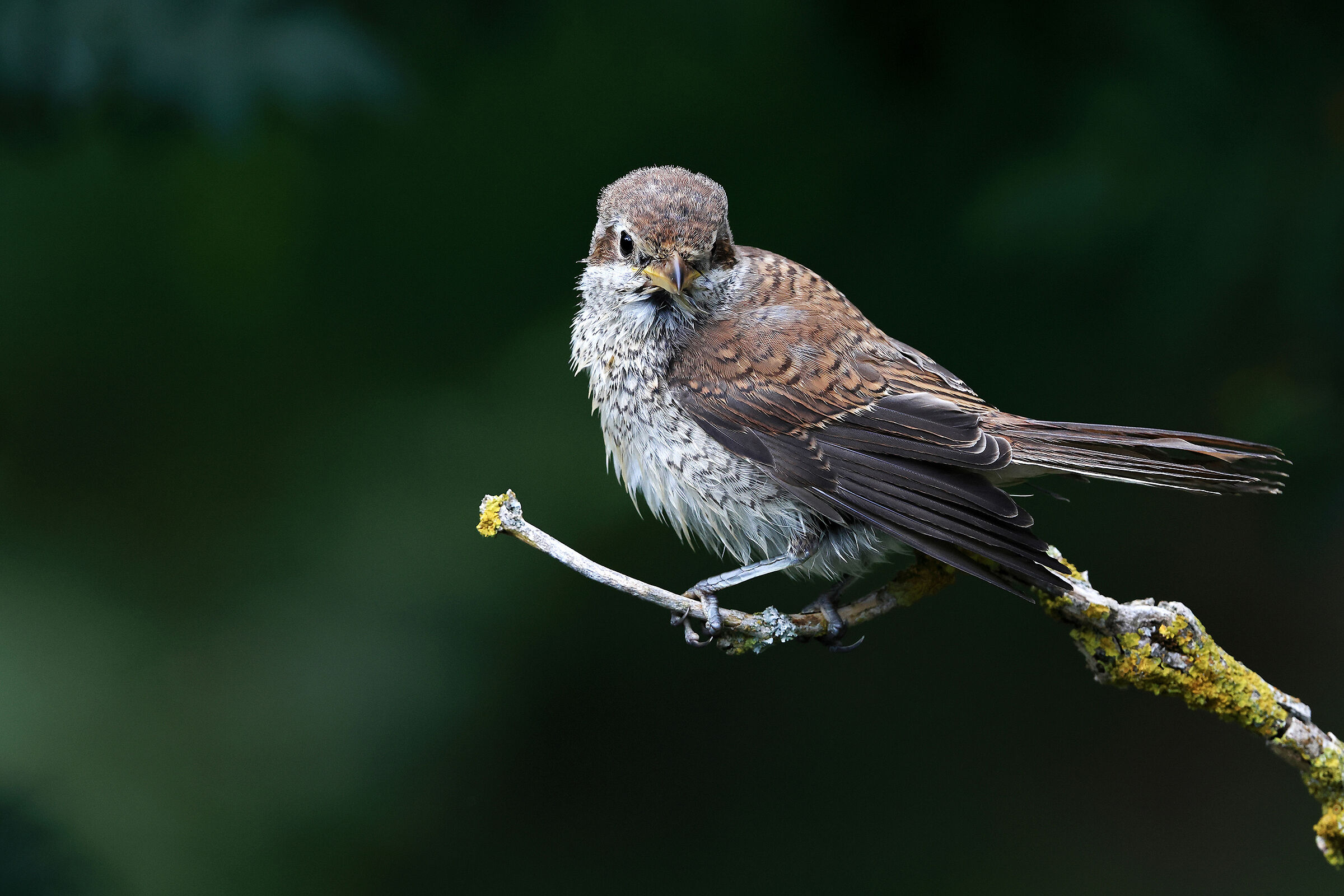Averla piccola giovane