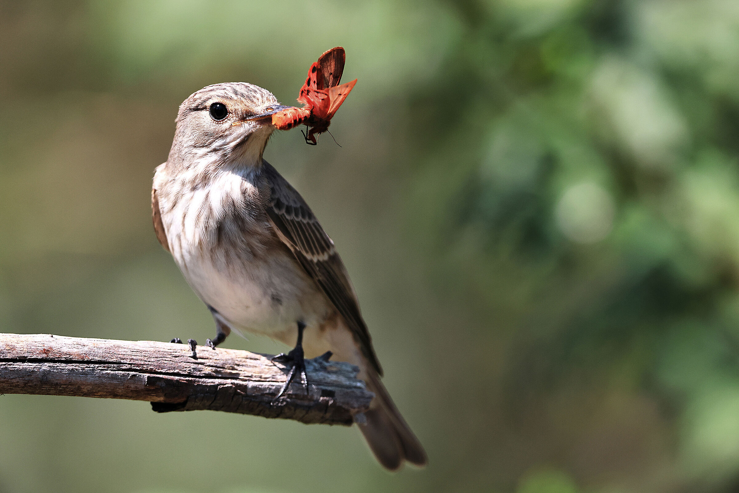 Flycatcher with prey
