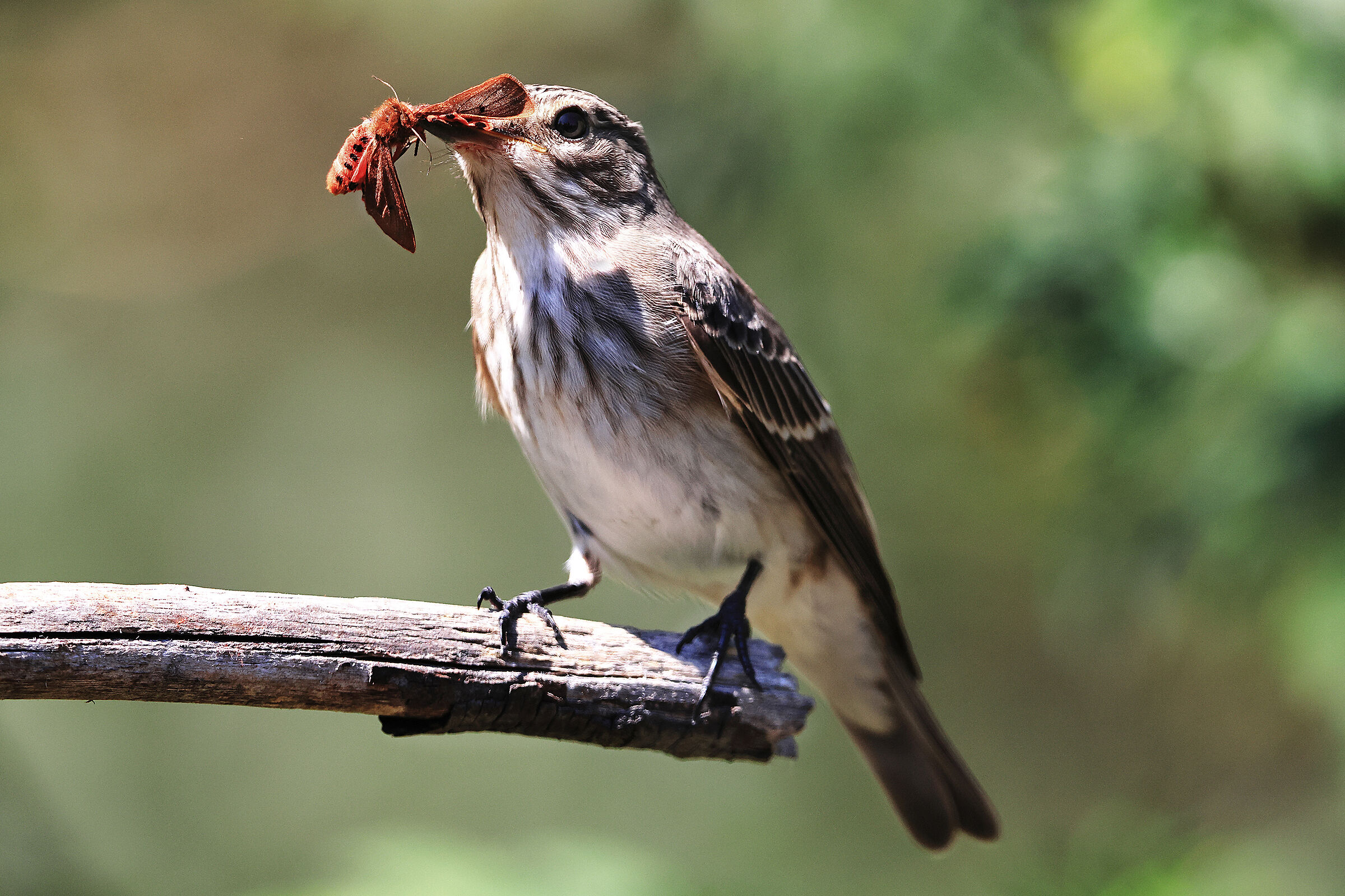 Flycatcher with prey