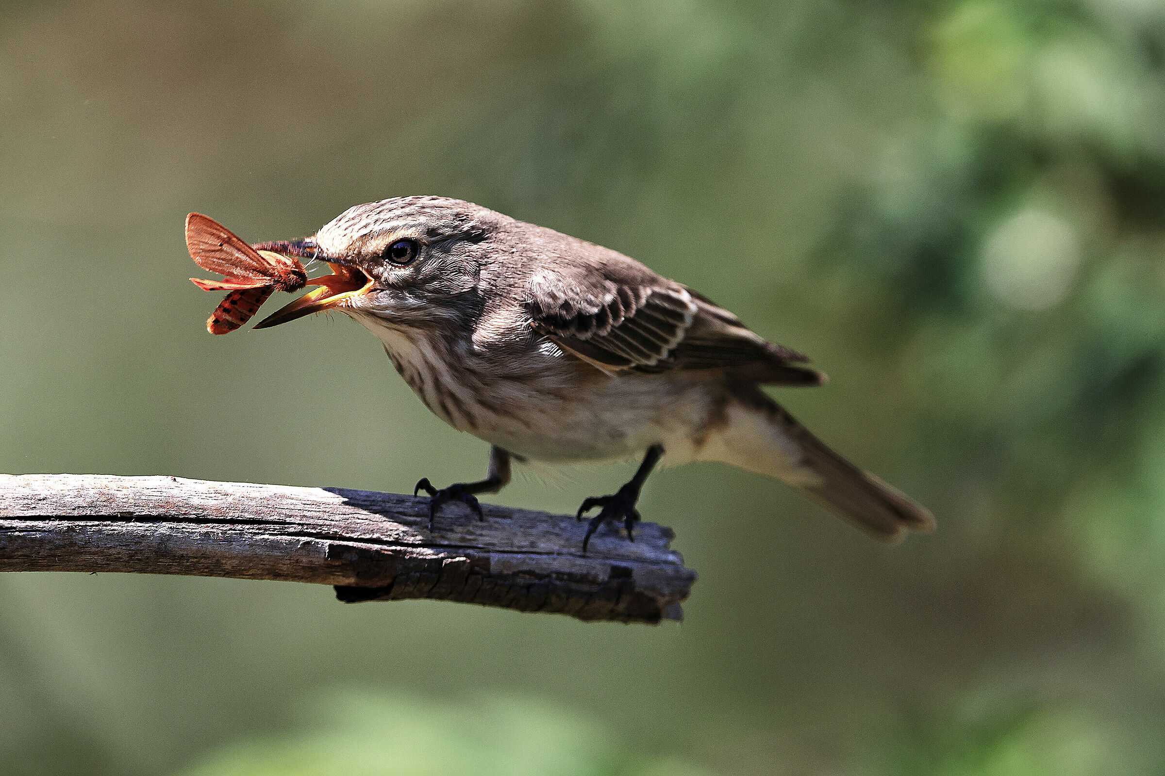Pigliamosche con preda