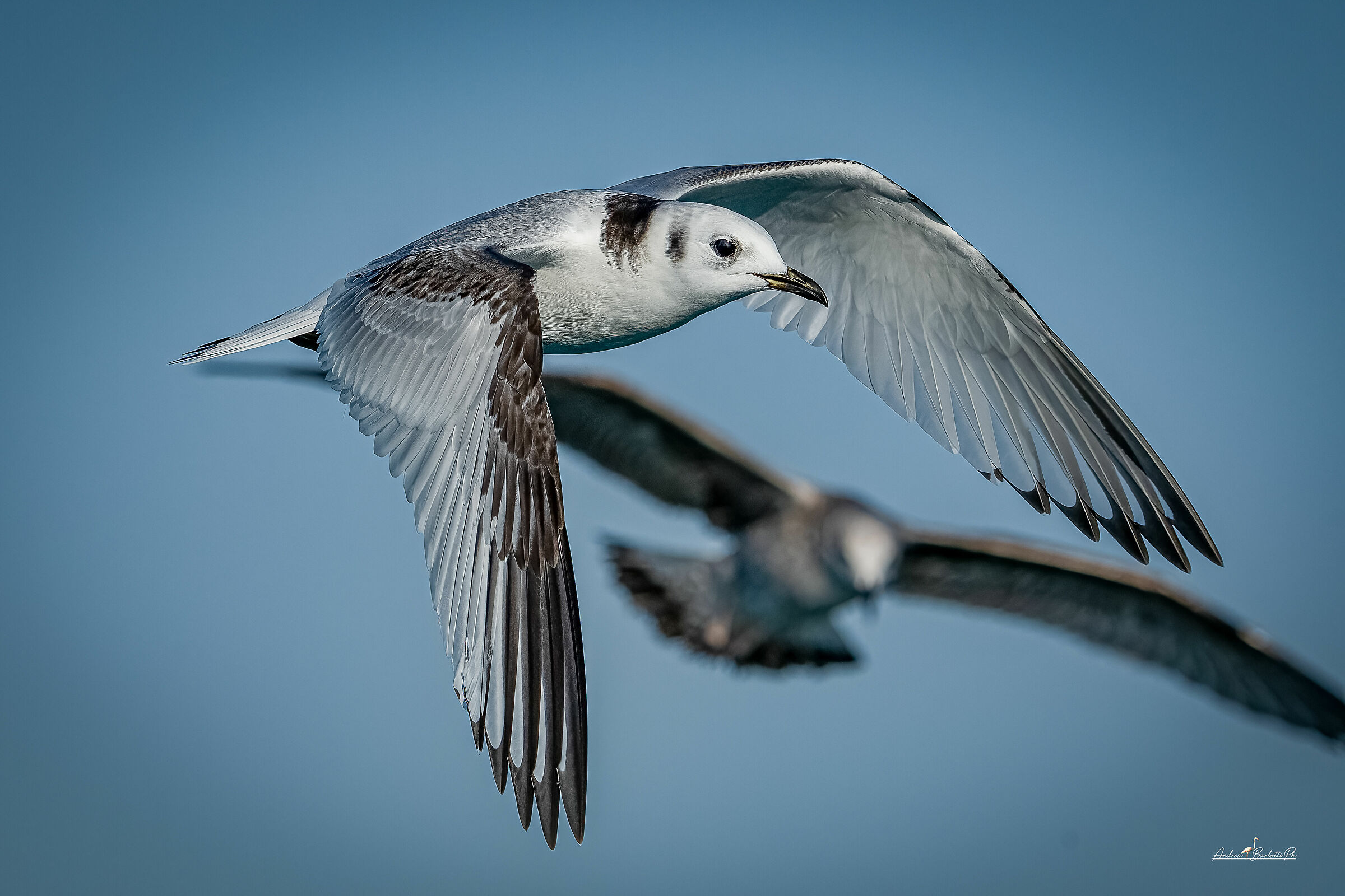 Gabbiano tridattilo juv