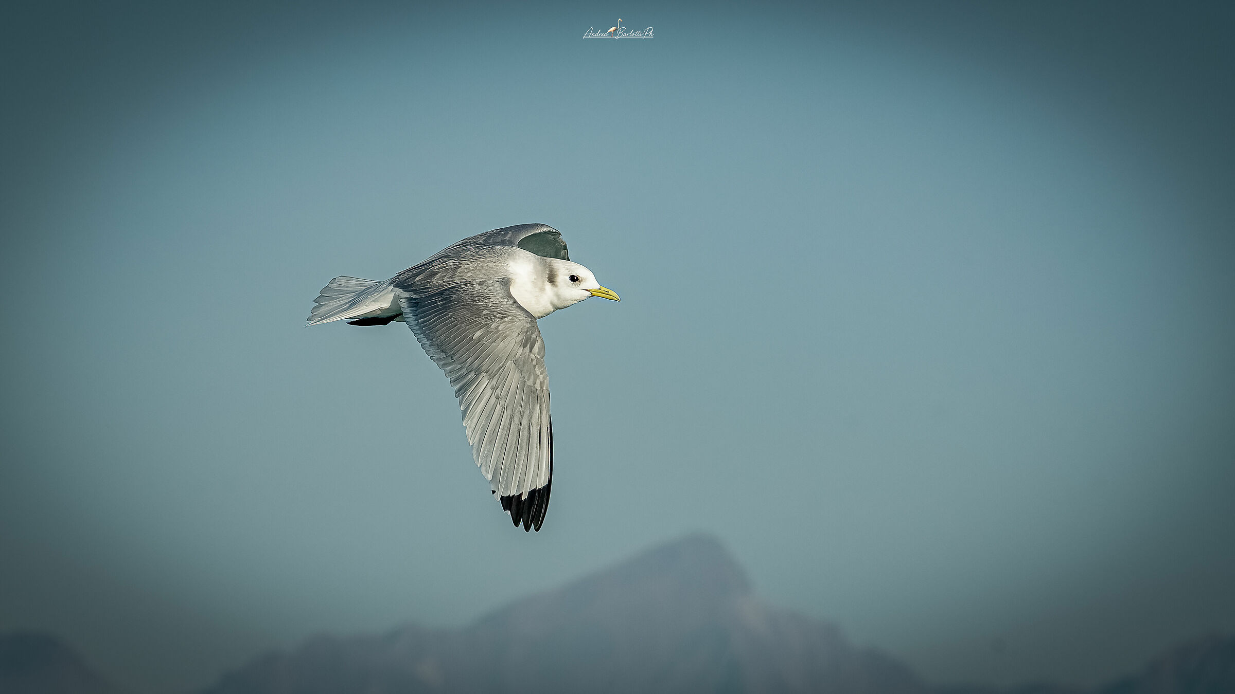 Gabbiano tridattilo adulto