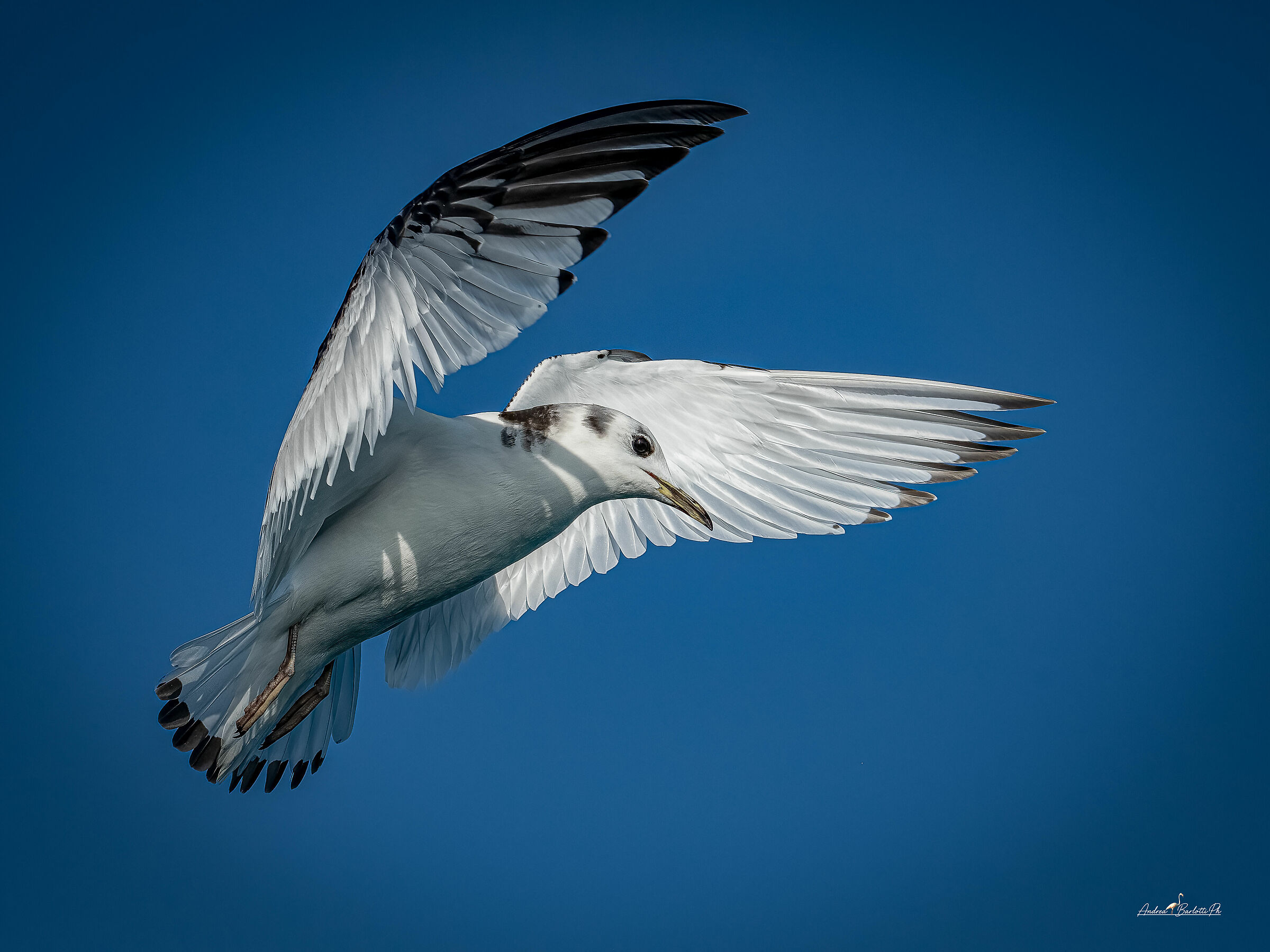 Gabbiano tridattilo juv