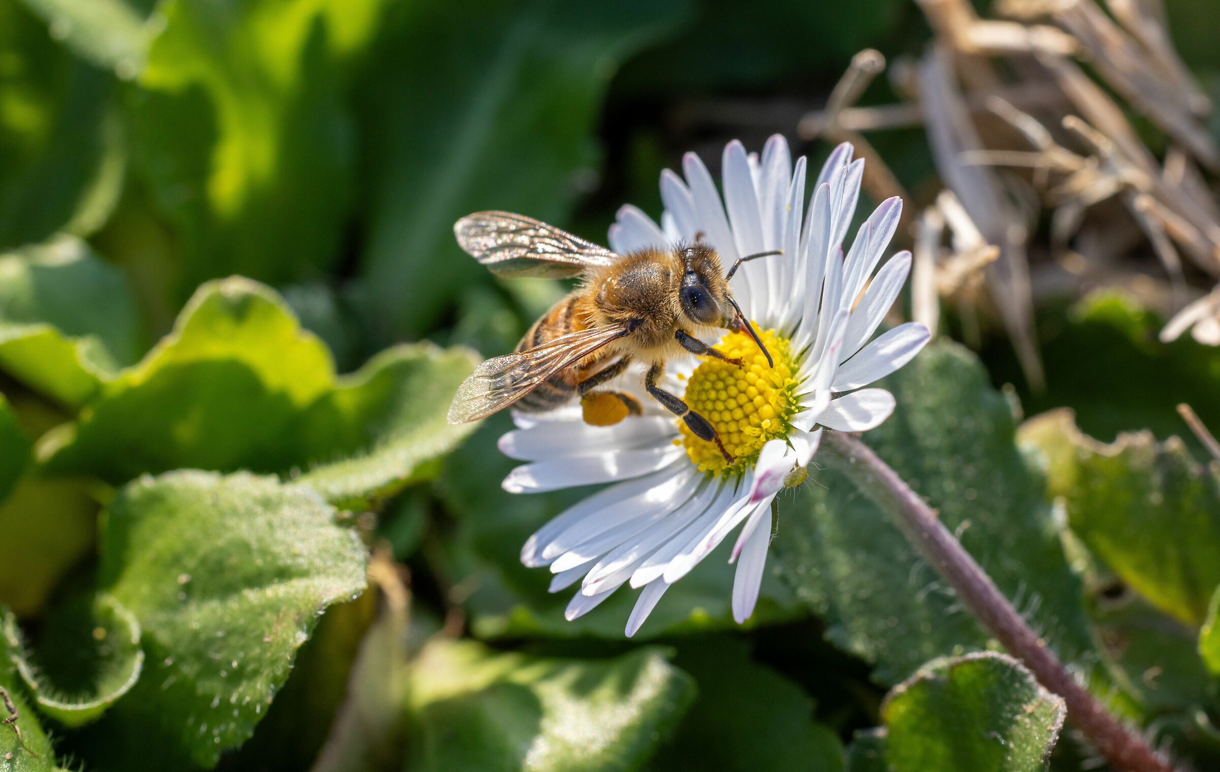 Anticipation of spring...