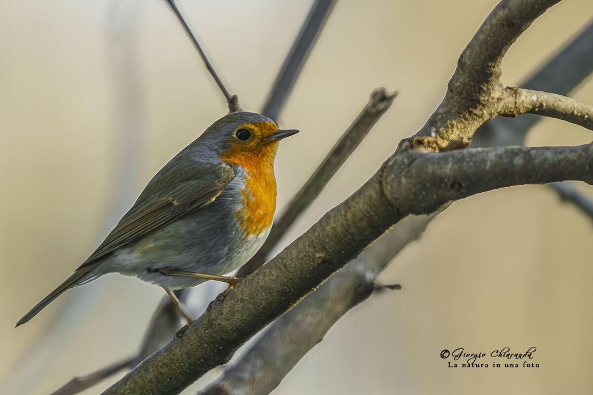 Robin (Erithacus rubecula)