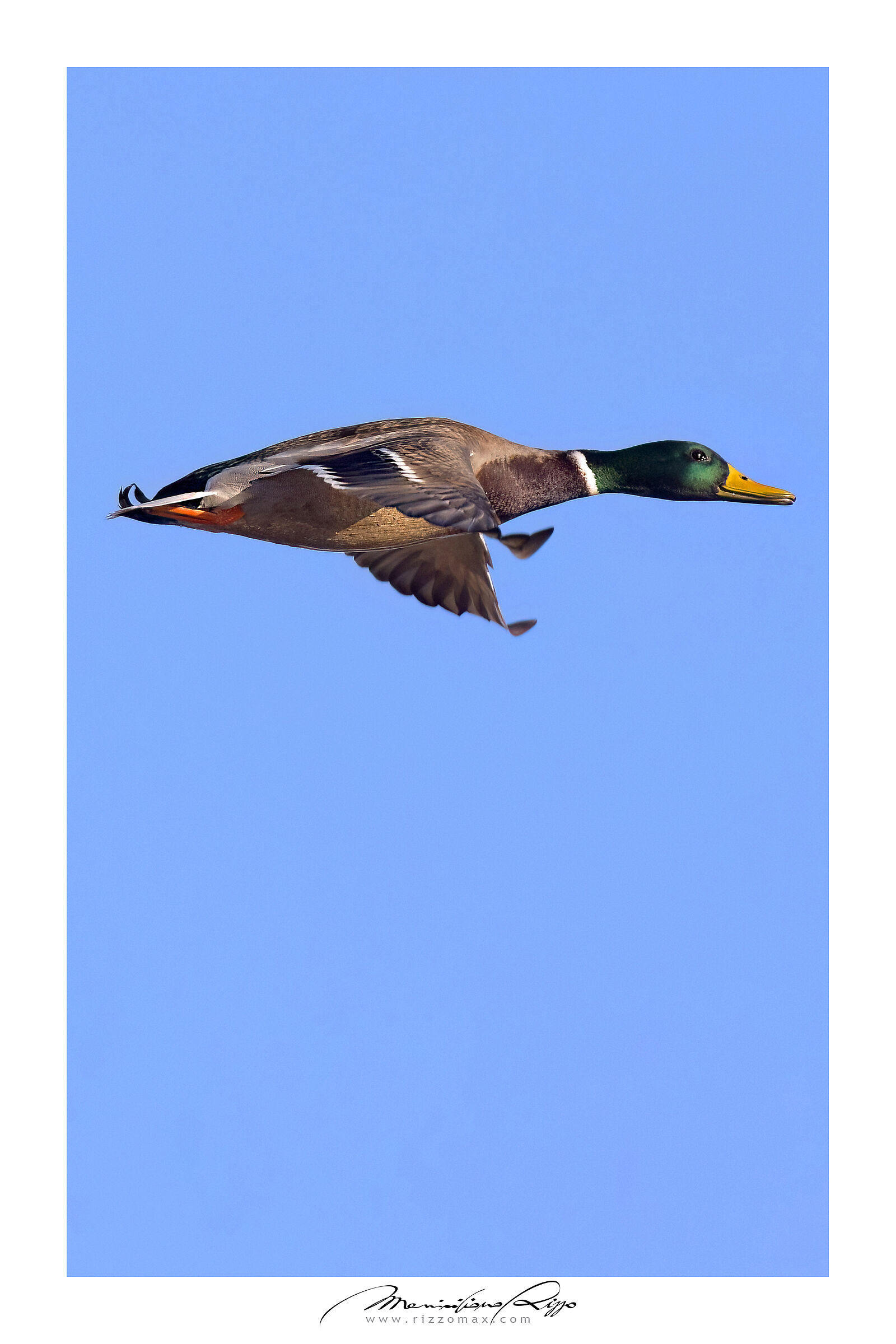 Germano maschio "al volo"