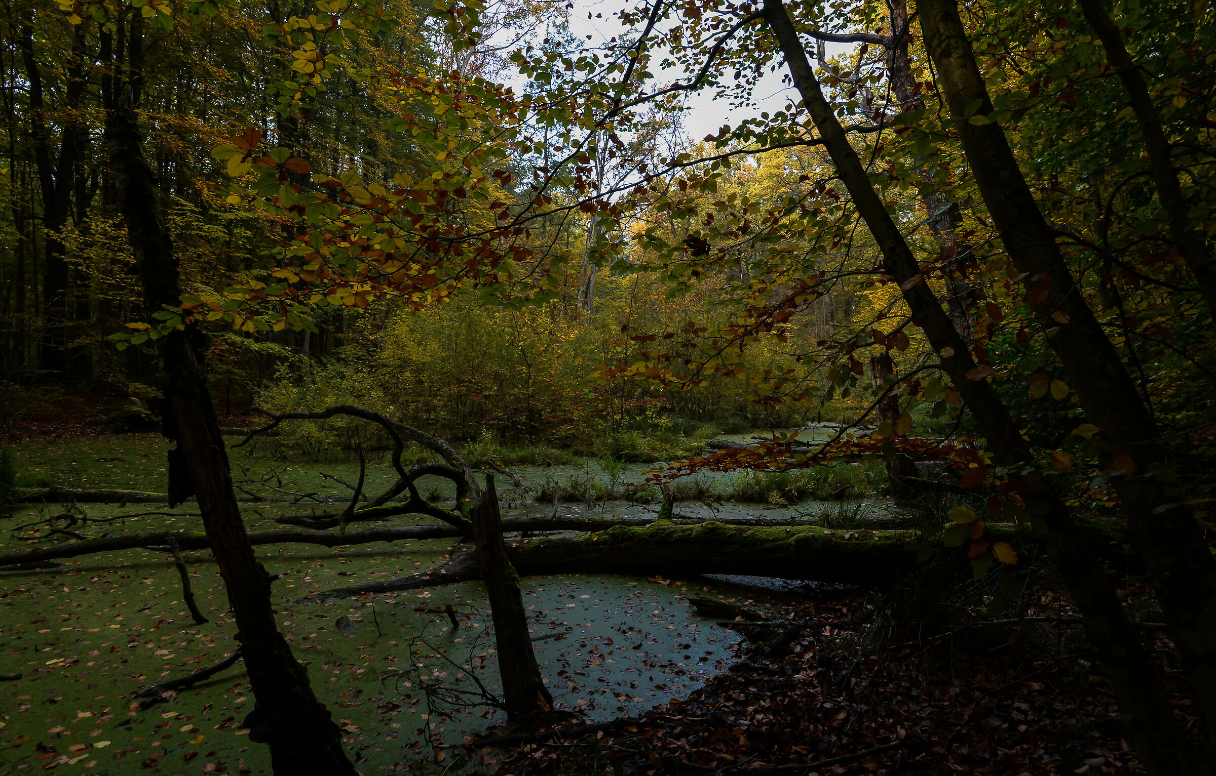 Kabacki Forest, Warsaw 2022