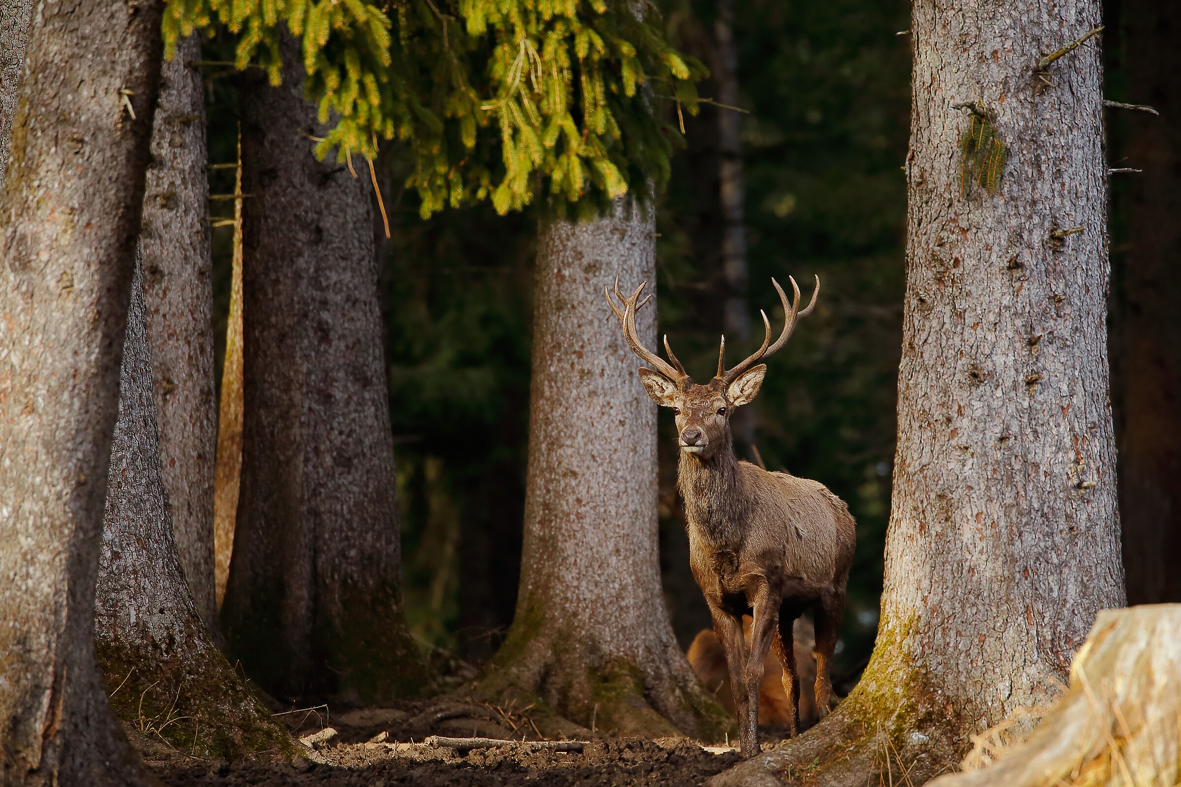 E poi dal bosco