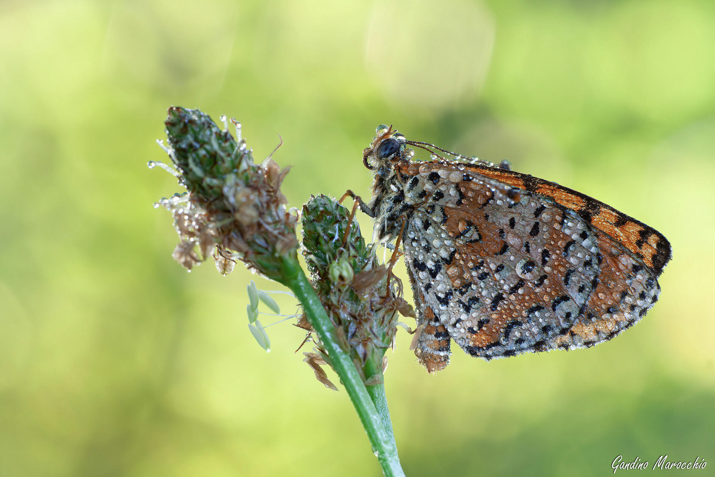 Melitaea Dydima