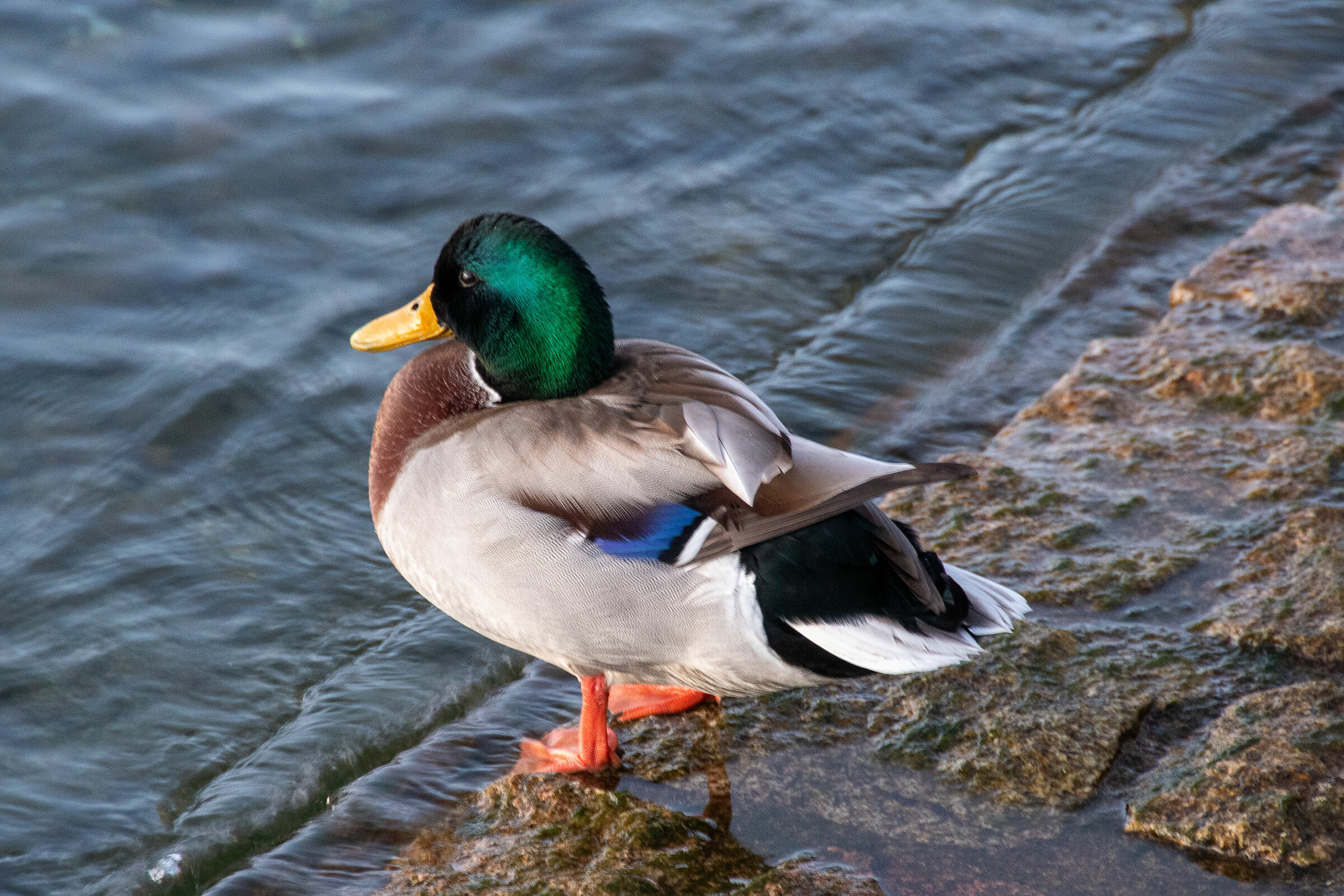 Mallard